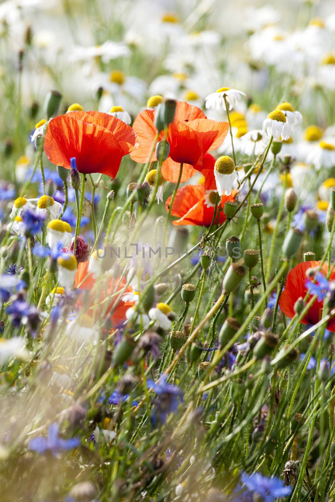 abundance of blooming wild flowers on the meadow at springtime