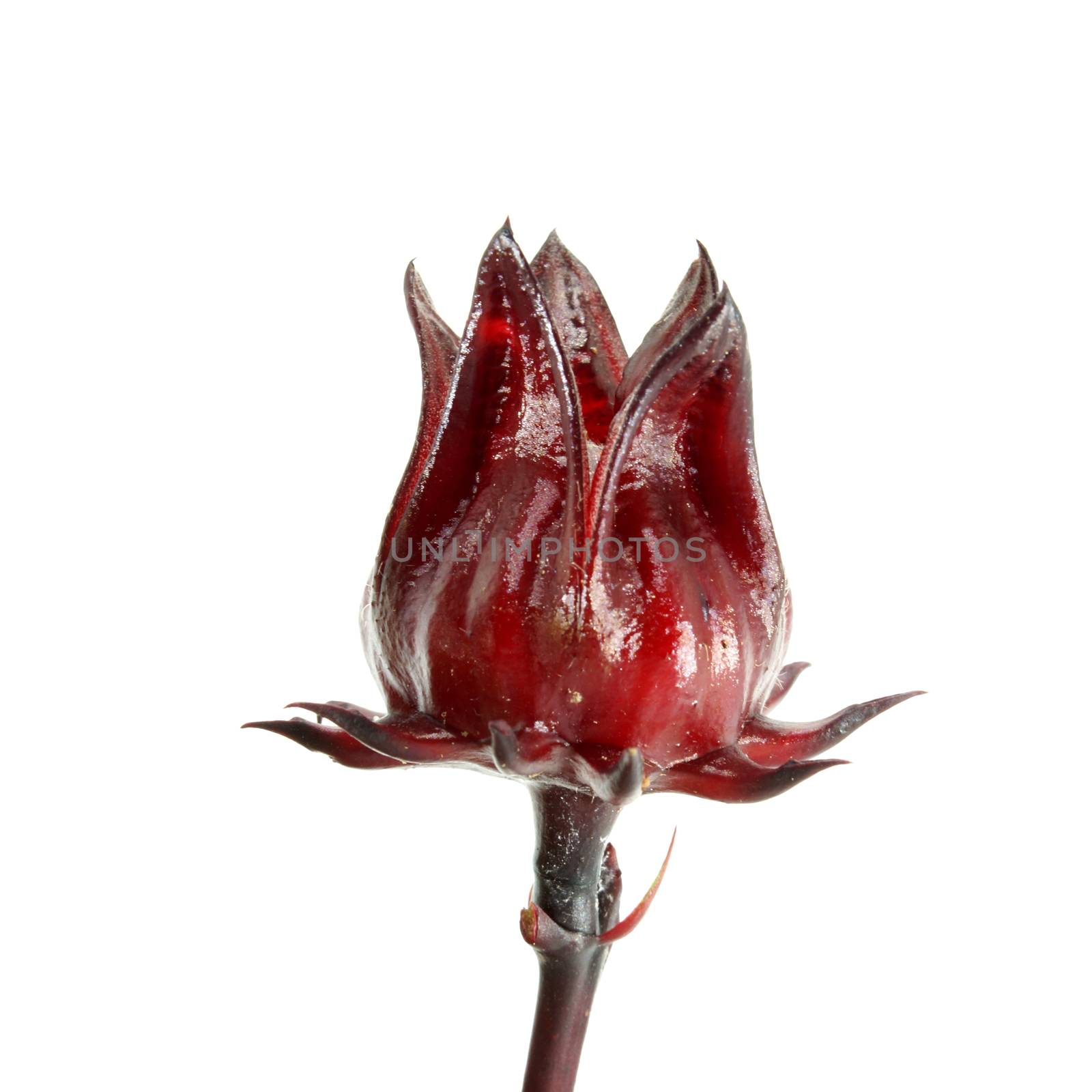 Hibiscus sabdariffa or roselle fruits (Hibiscus sabdariffa L.)