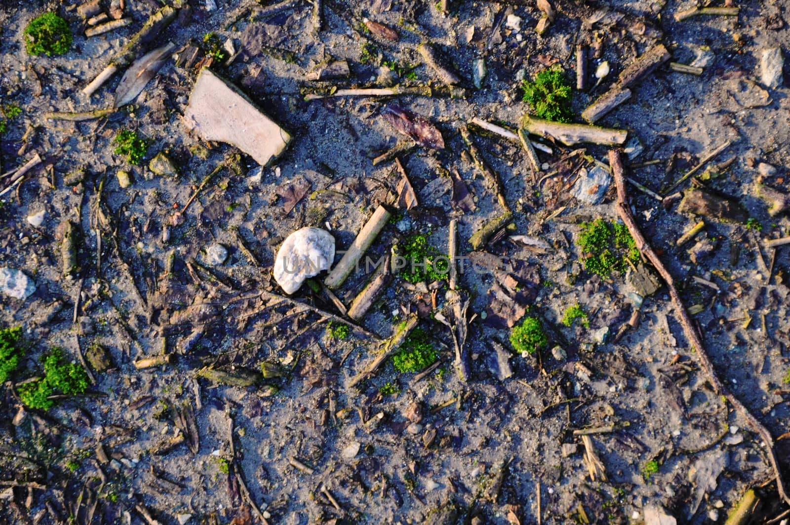 ground with moss, grass and wood sunlit