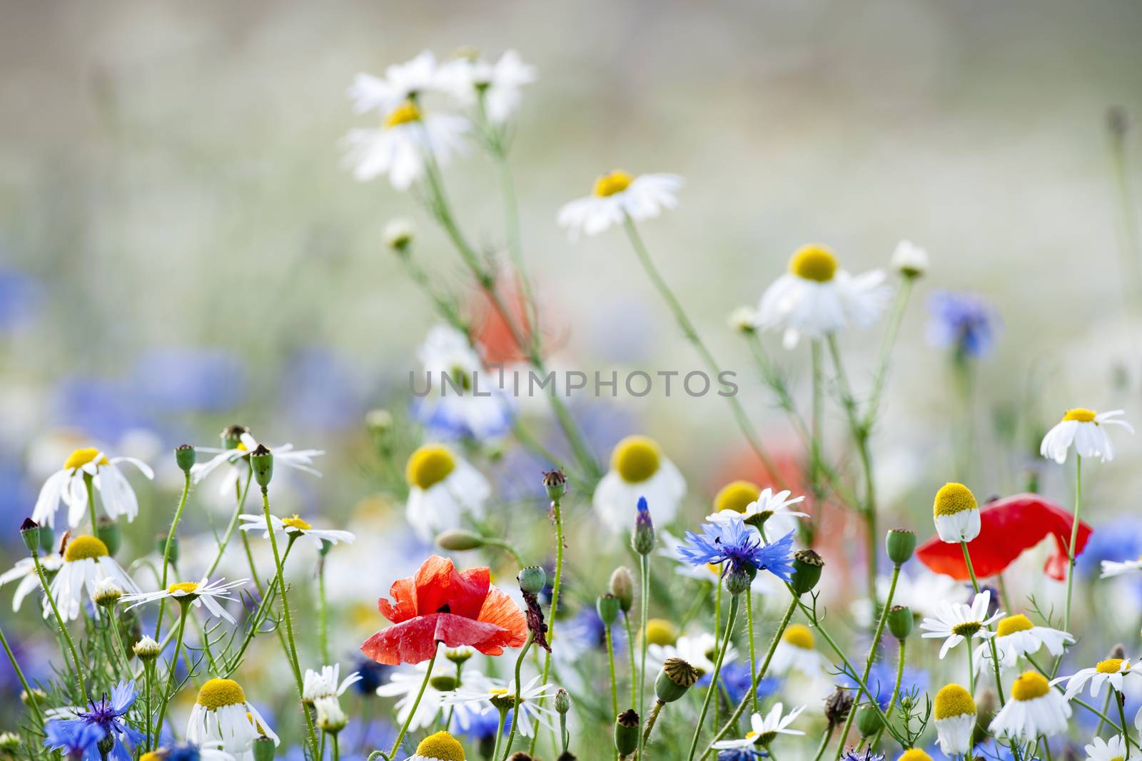 abundance of blooming wild flowers on the meadow at springtime