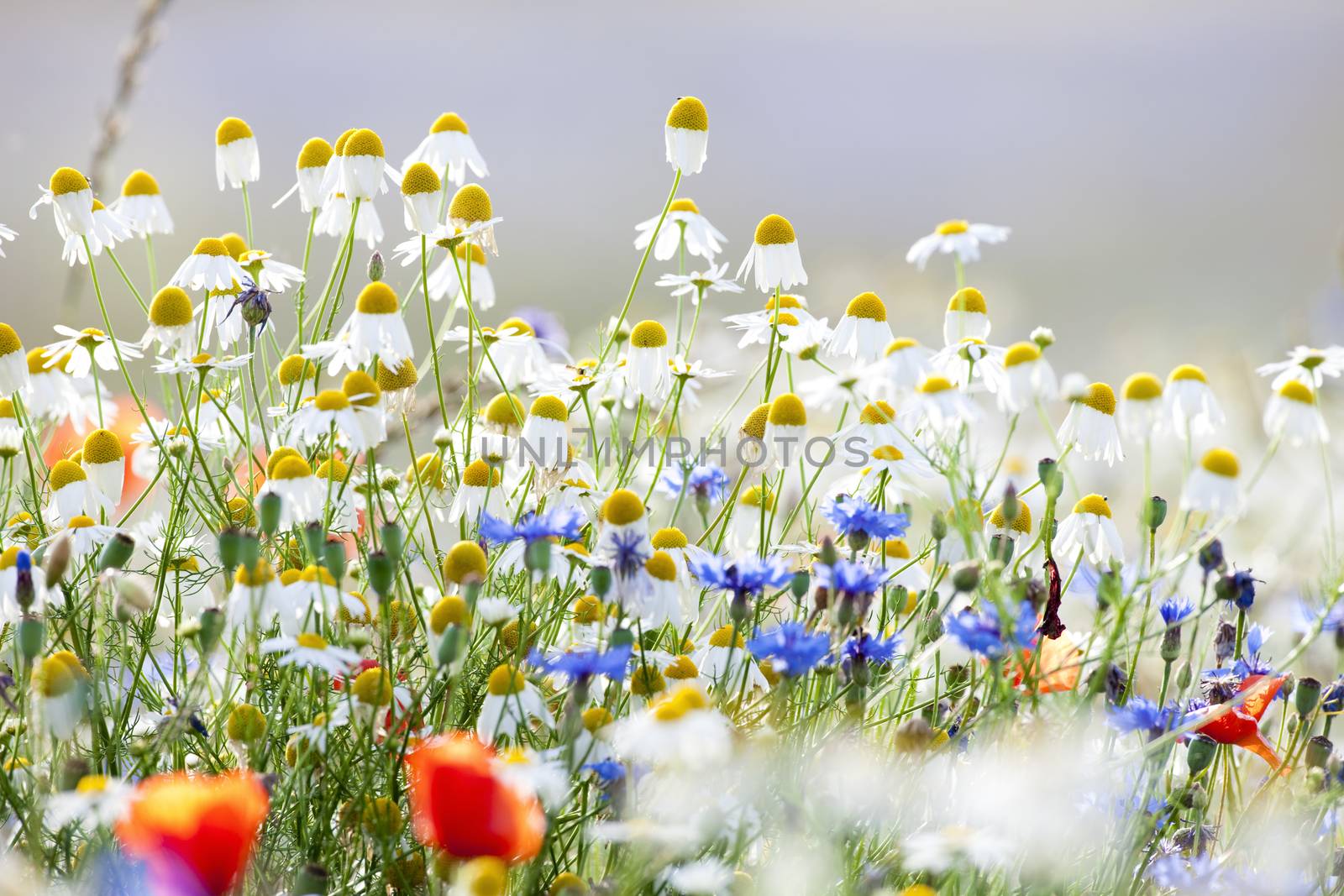 abundance of blooming wild flowers on the meadow at springtime