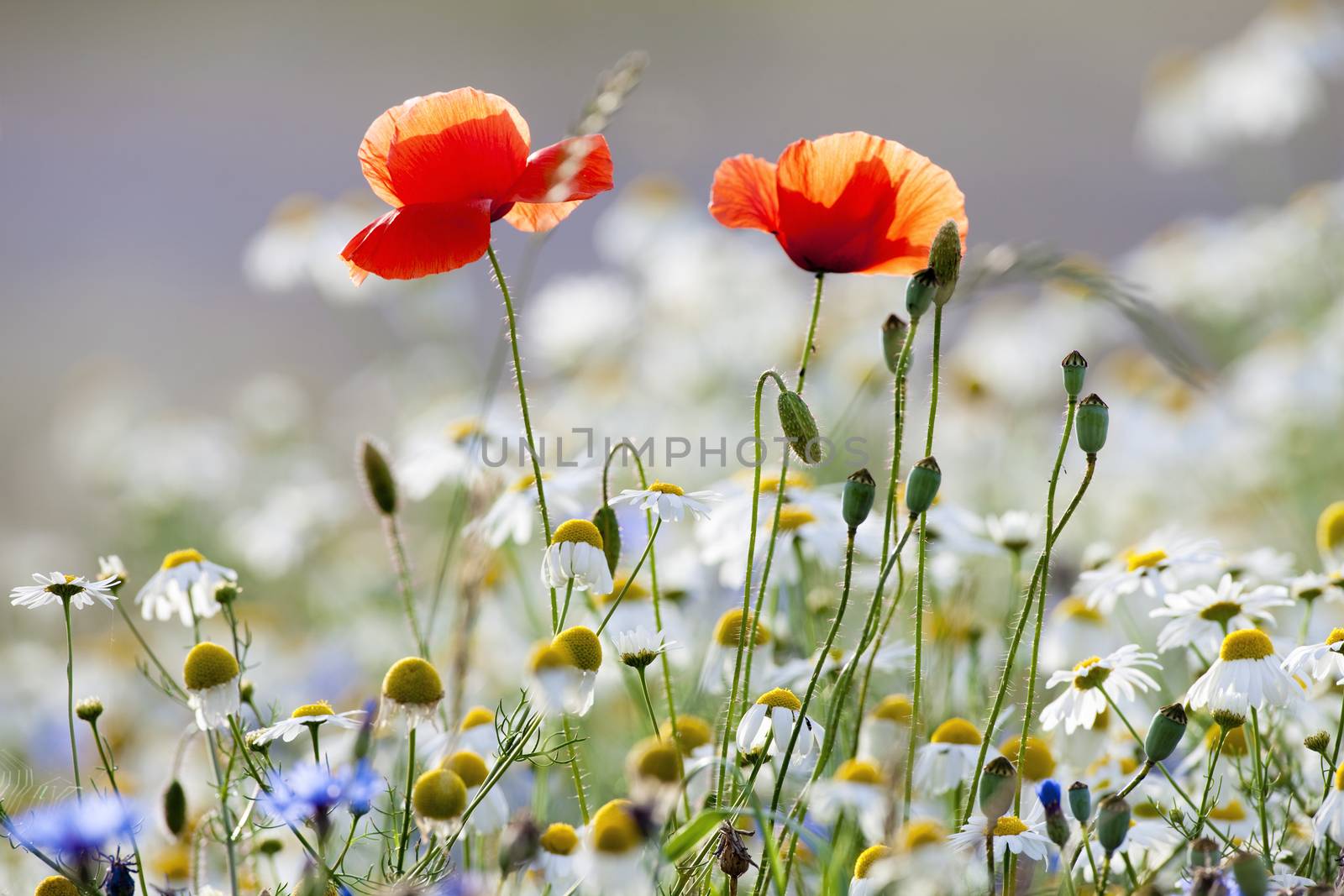 abundance of blooming wild flowers on the meadow at springtime