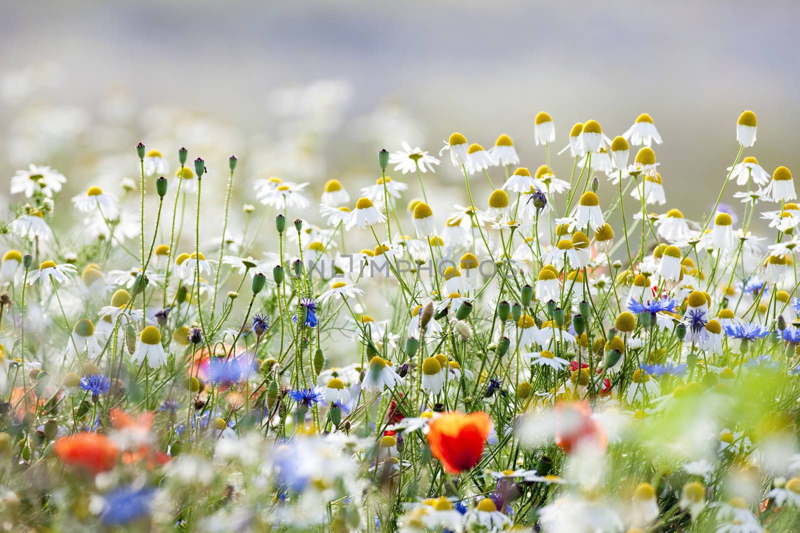 abundance of blooming wild flowers on the meadow at springtime