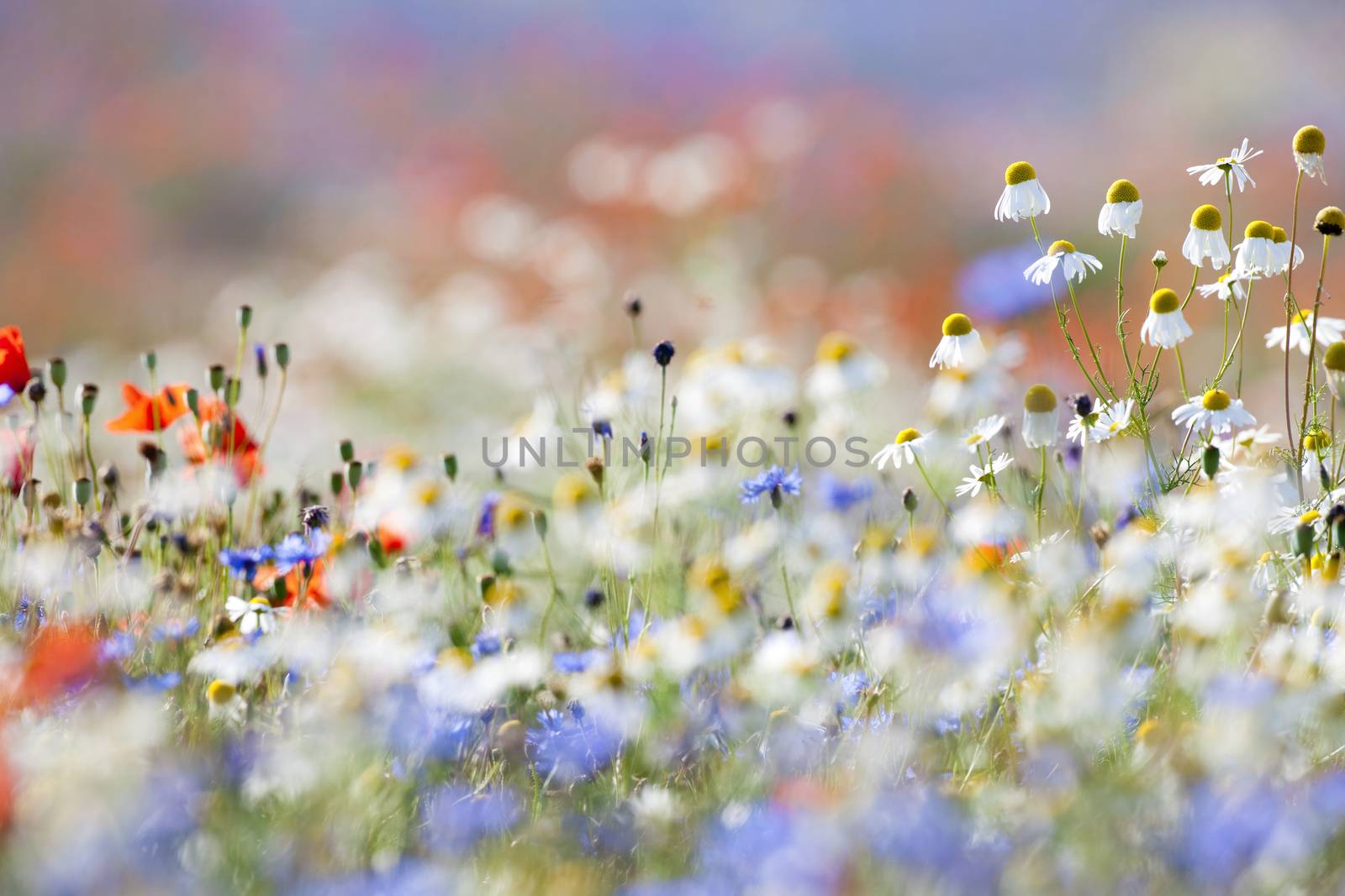 wild flowers by courtyardpix