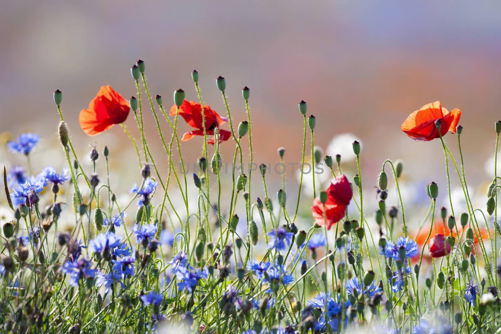 abundance of blooming wild flowers on the meadow at springtime