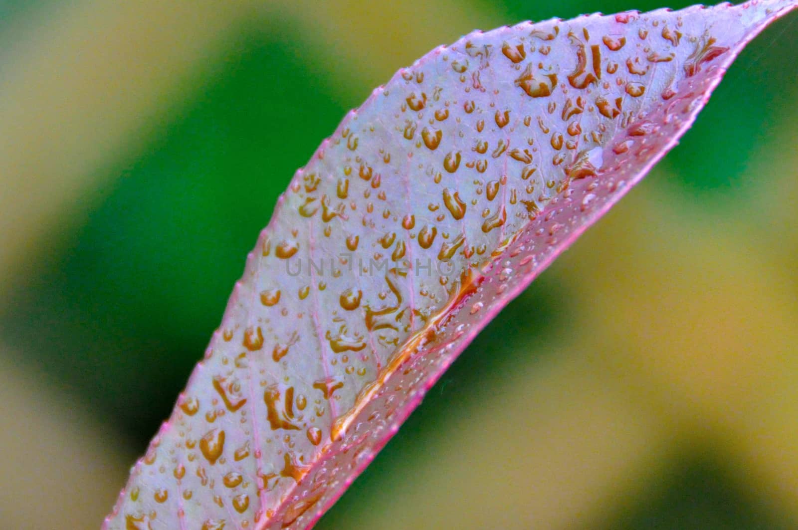wet leaf red by AlessandraSuppo