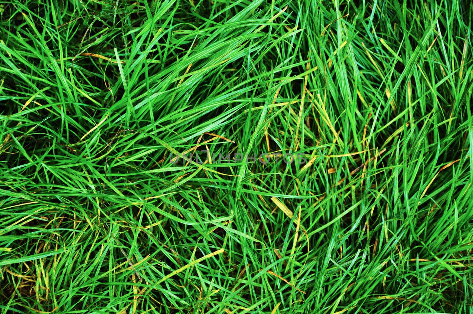 wet grass with intense shades of color and water droplets visible