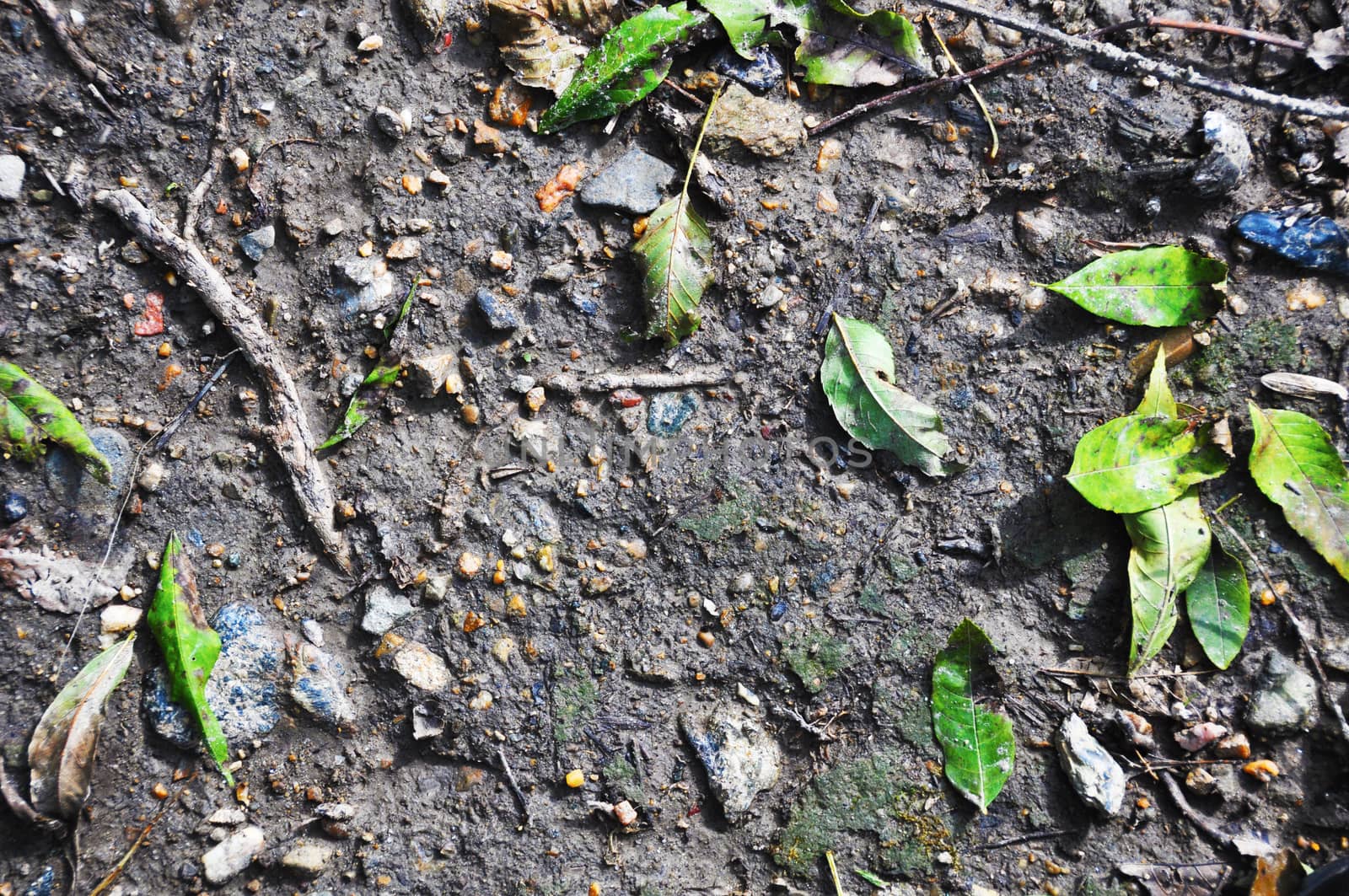 ground with moss, grass and wood sunlit