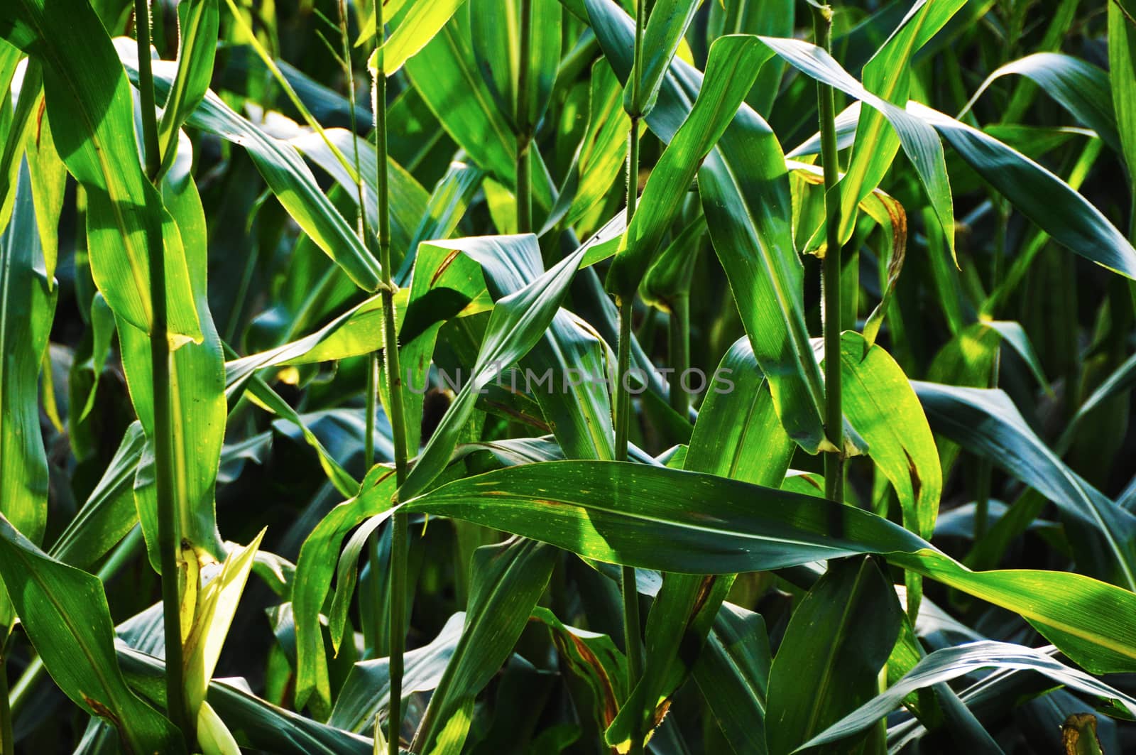 corn leaf lit by the sun with intense color and deep shadows, in detail