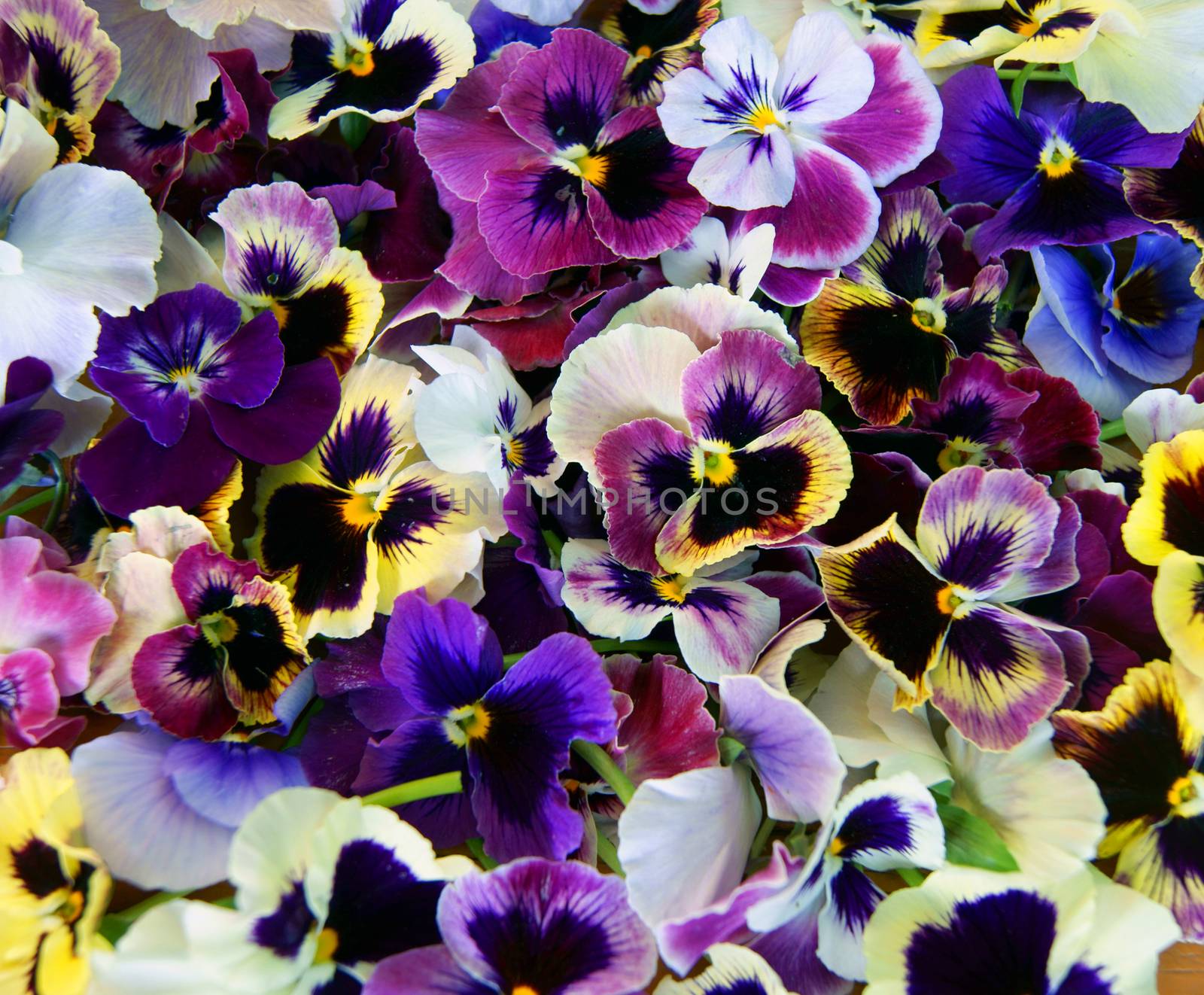 Colorful floral background from flower pansy.Flower Pansy