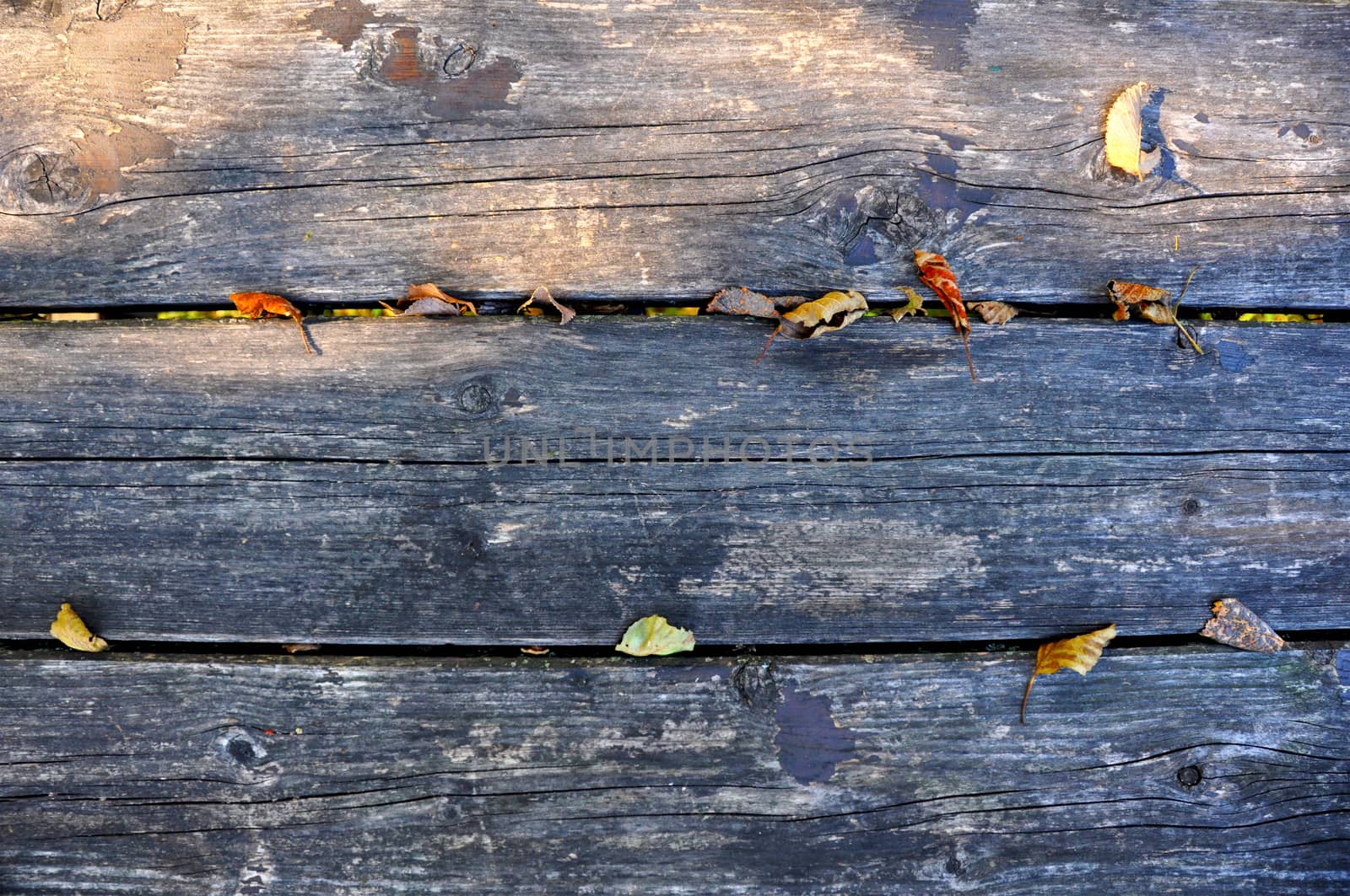 wooden beams from the veins obvious, intense and deep color with leaf