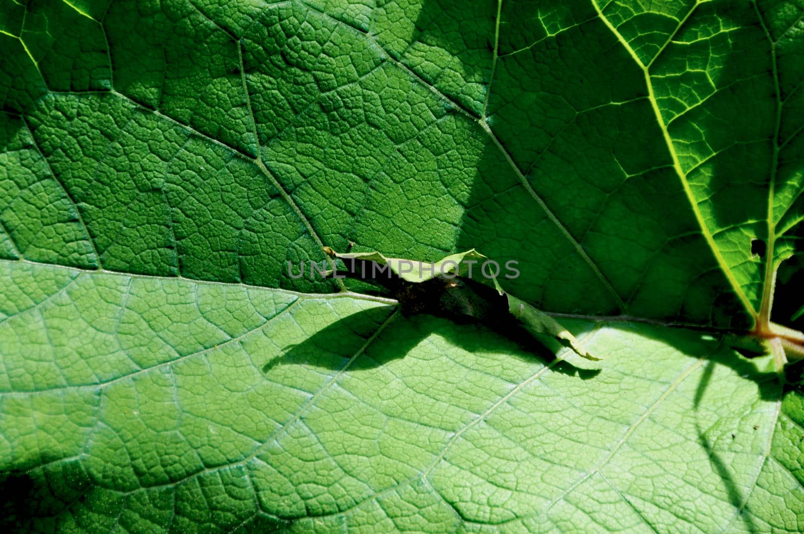 corn leaf lit by the sun with intense color and deep shadows, in detail