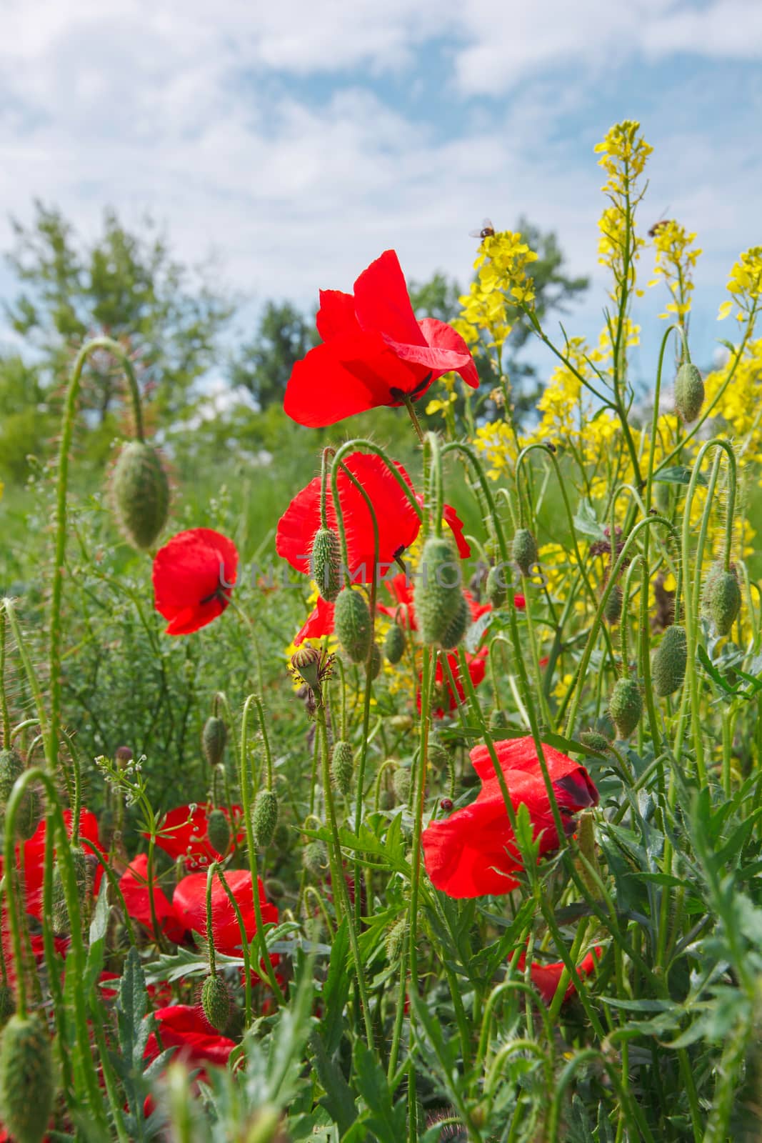 Field of poppies and rapeseed against blue sky, close up