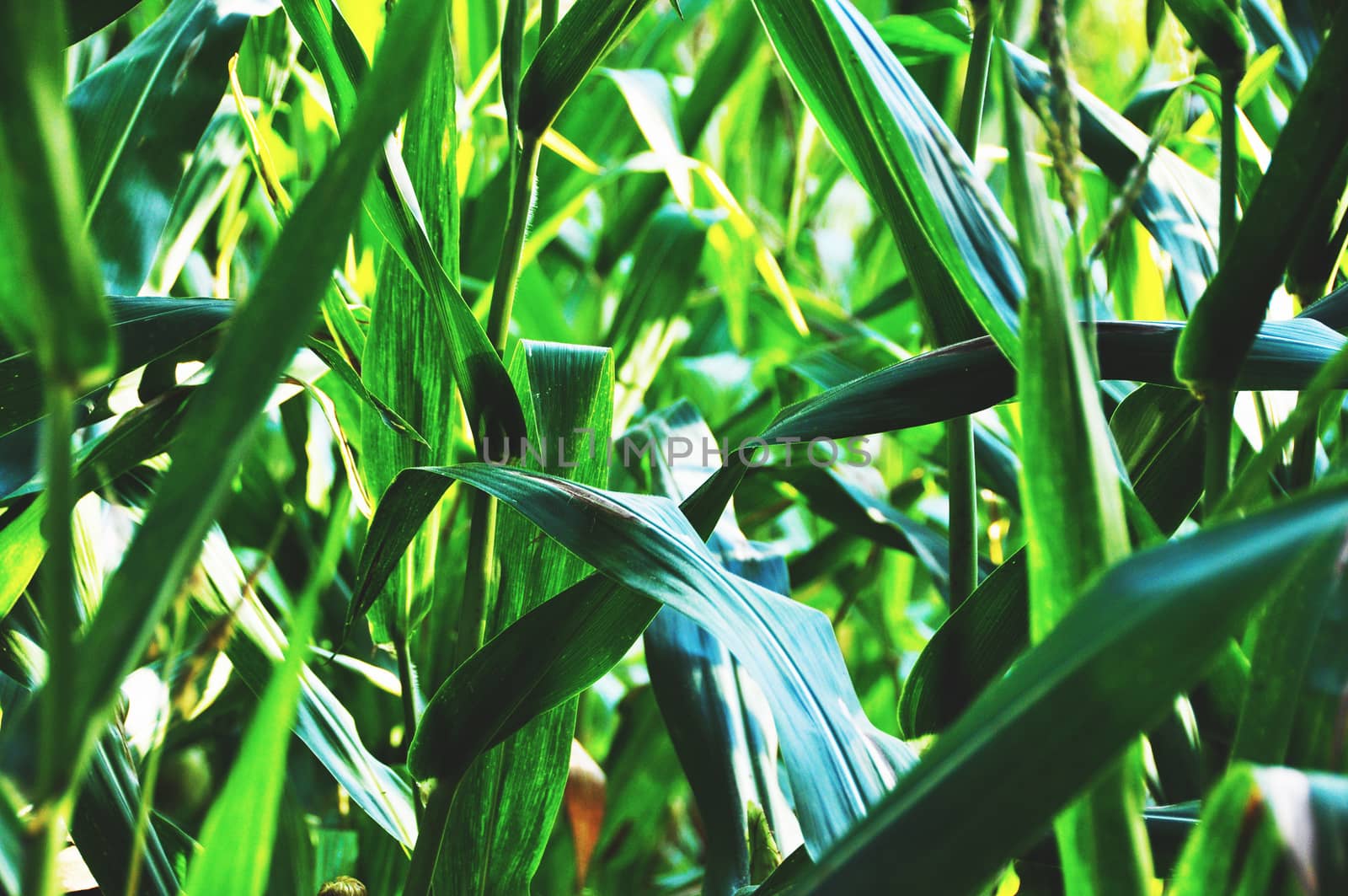 Leaf of maize by AlessandraSuppo