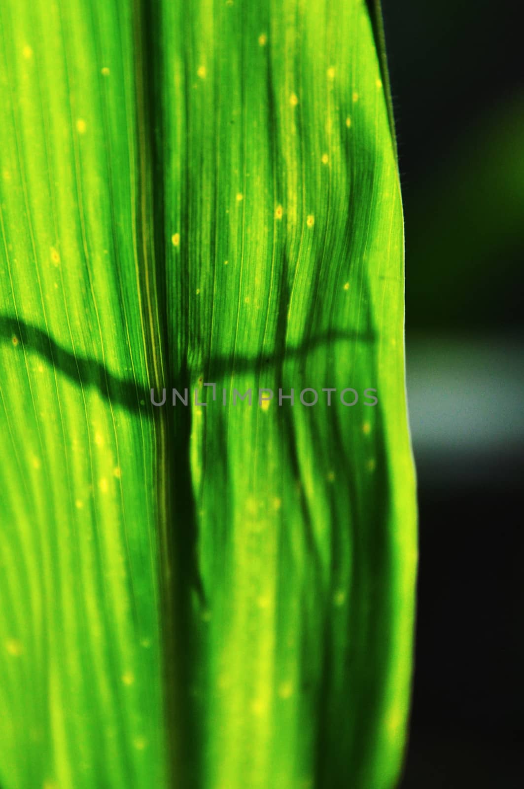 corn leaf lit by the sun with intense color and deep shadows, in detail