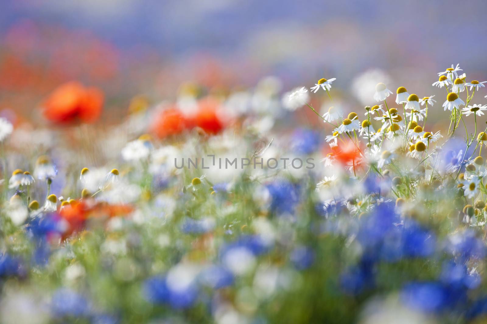 abundance of blooming wild flowers on the meadow at spring time