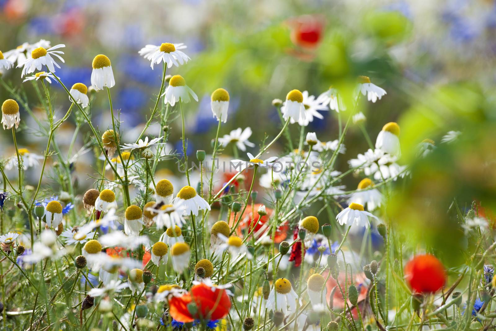 abundance of blooming wild flowers in the garden at spring time