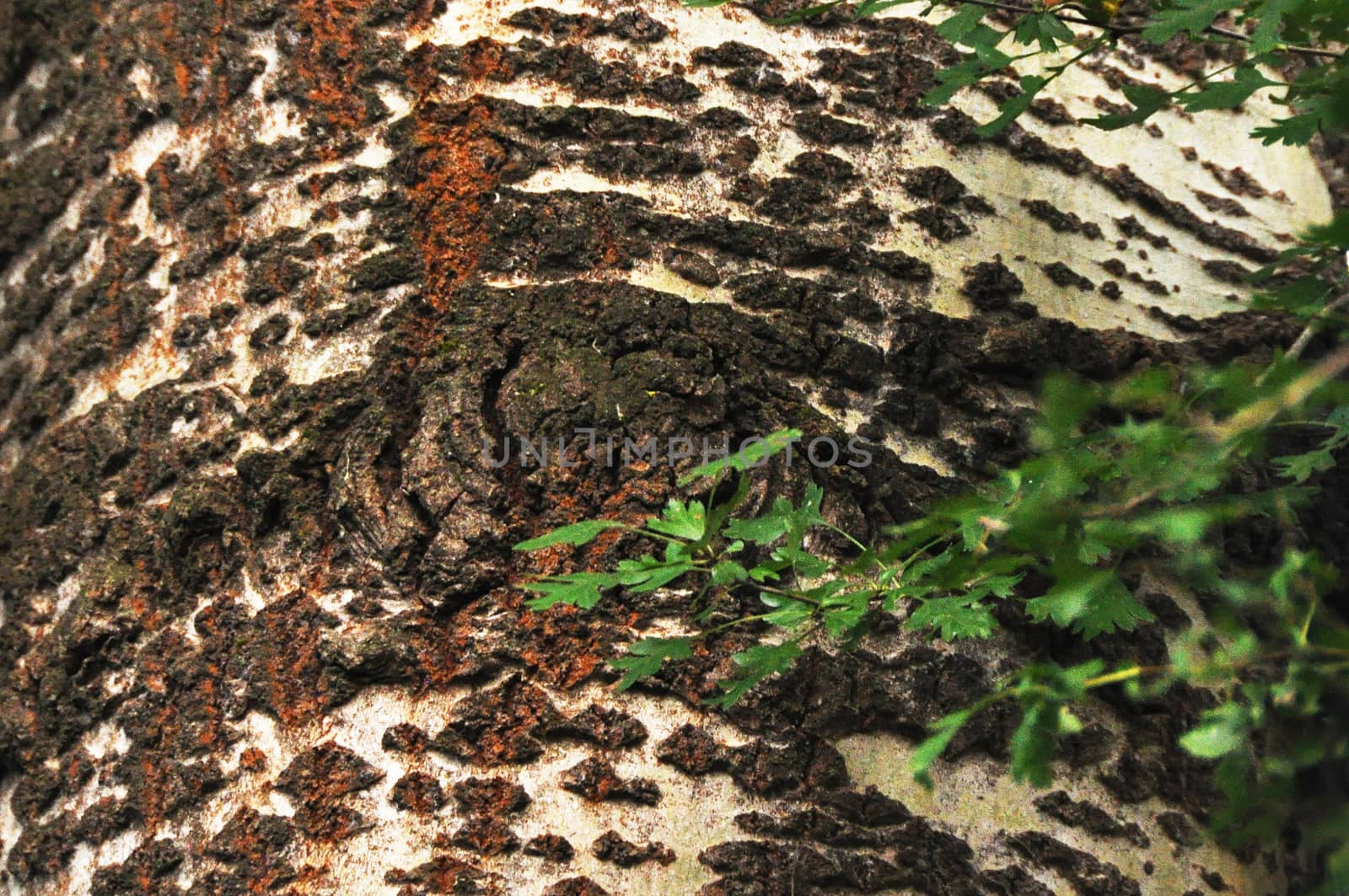 rough texture of bark and old wood with moss and the light of sun, brown and white