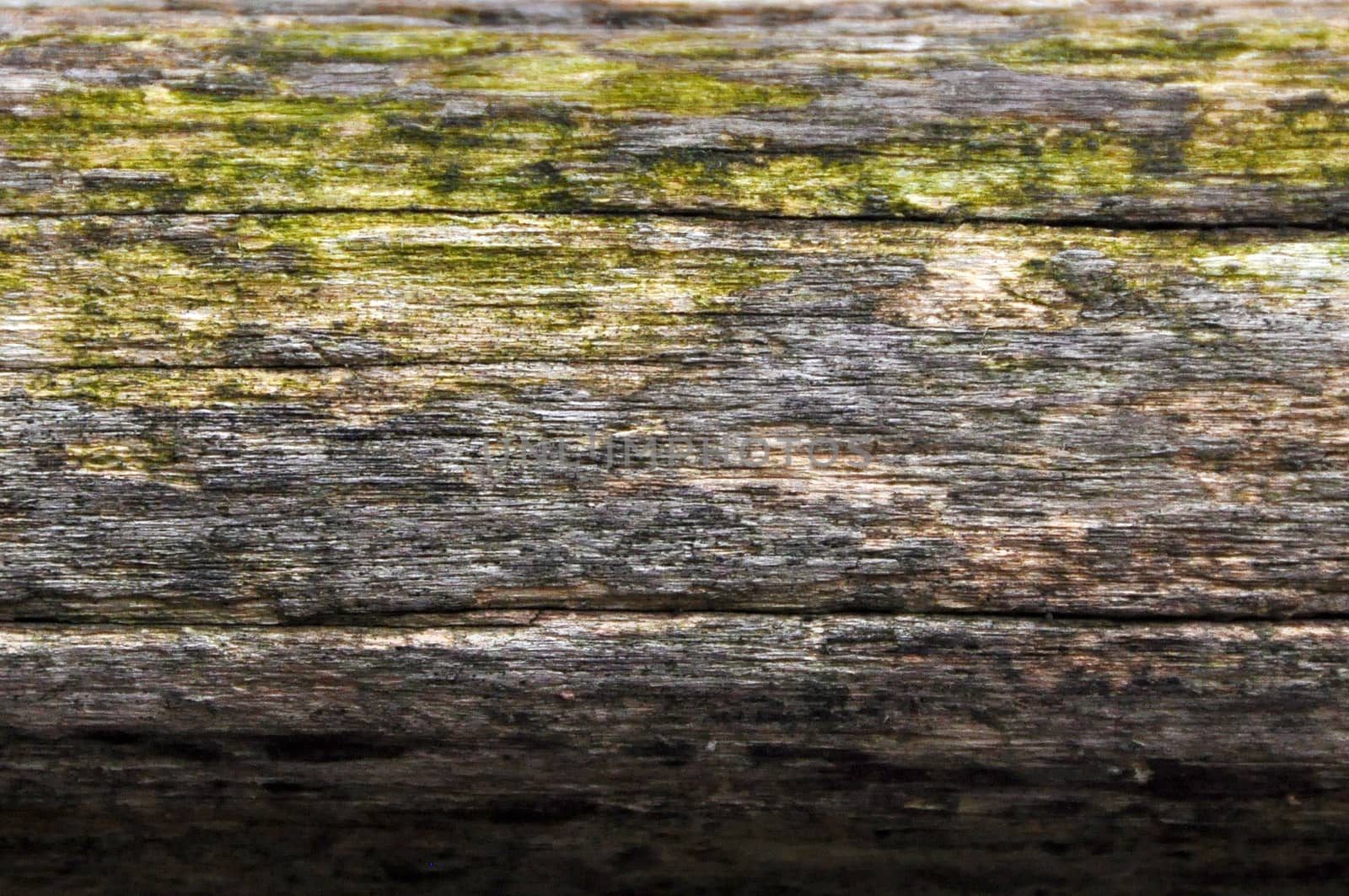 rough texture of bark and old wood with moss and the light of sun