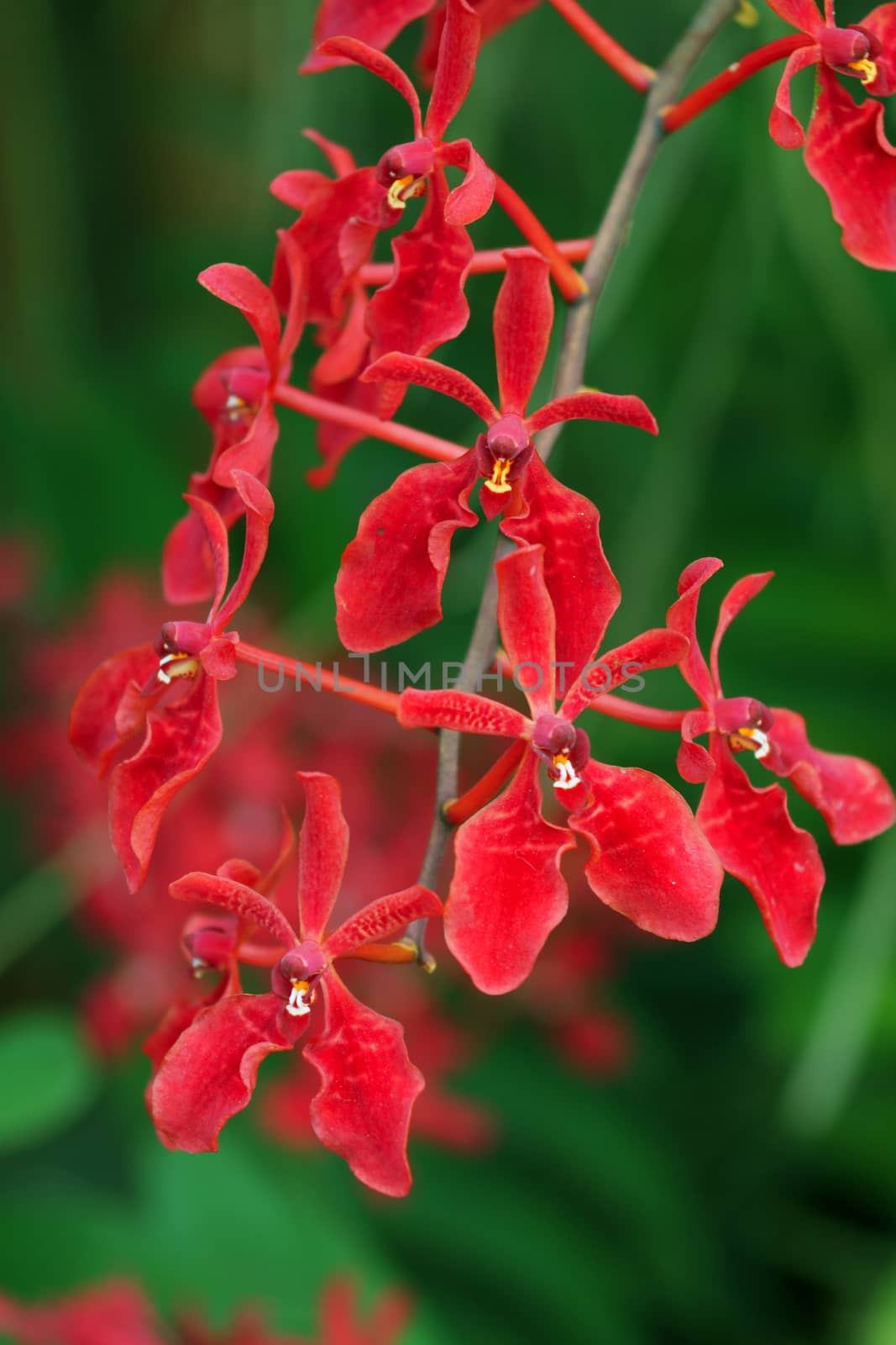 Red orchid