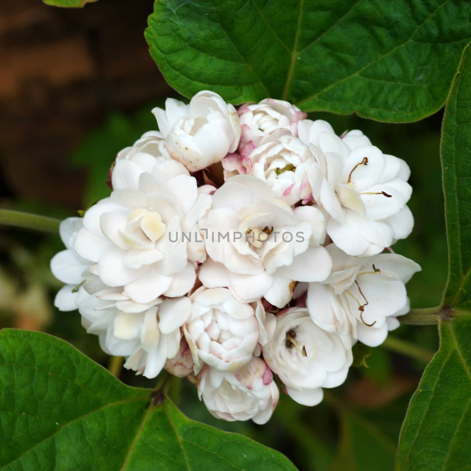 Blooming rose clerodendrum (Clerodendrum fragrans) flower. by Noppharat_th