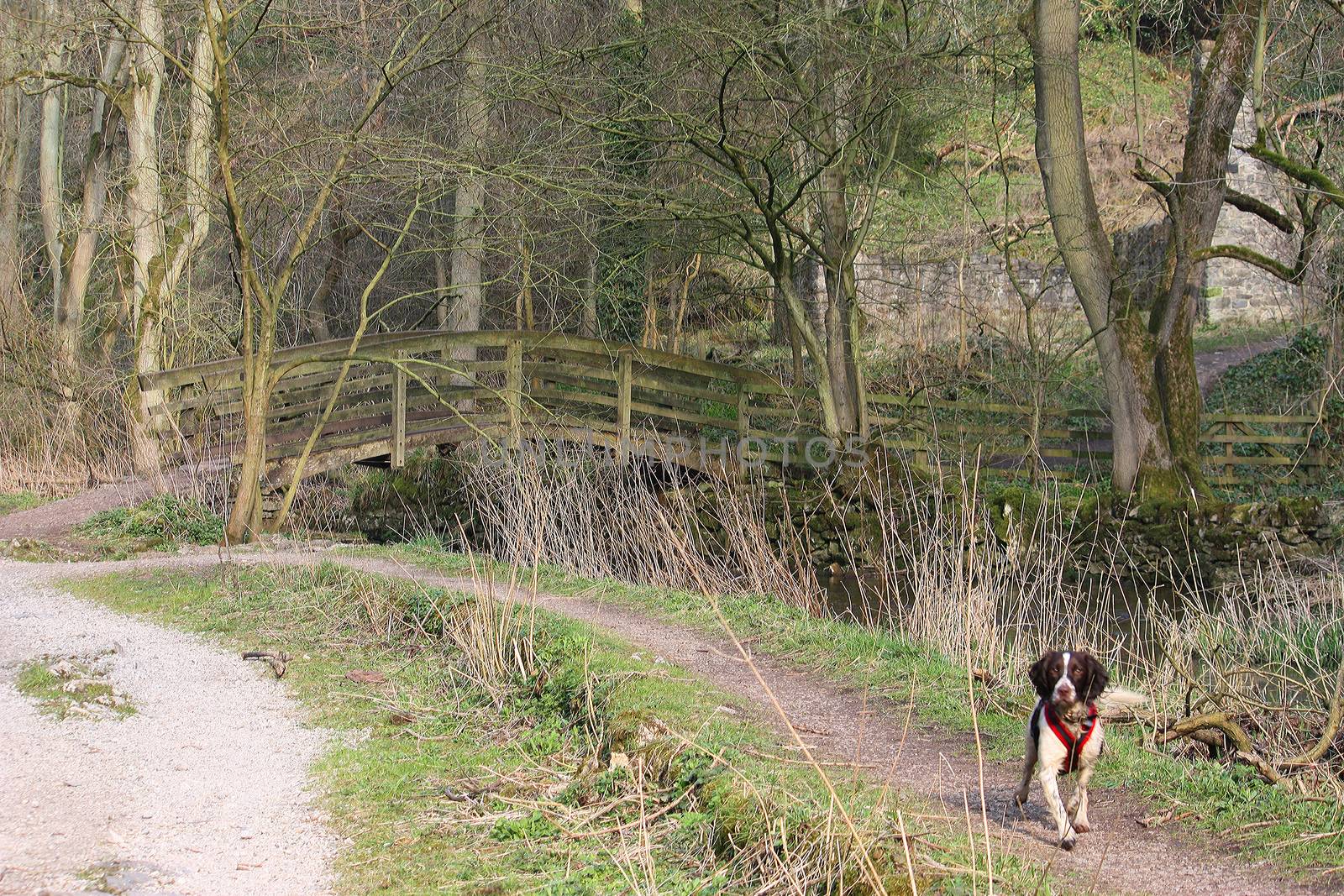 the river running through lathkill dale in the peak district national park