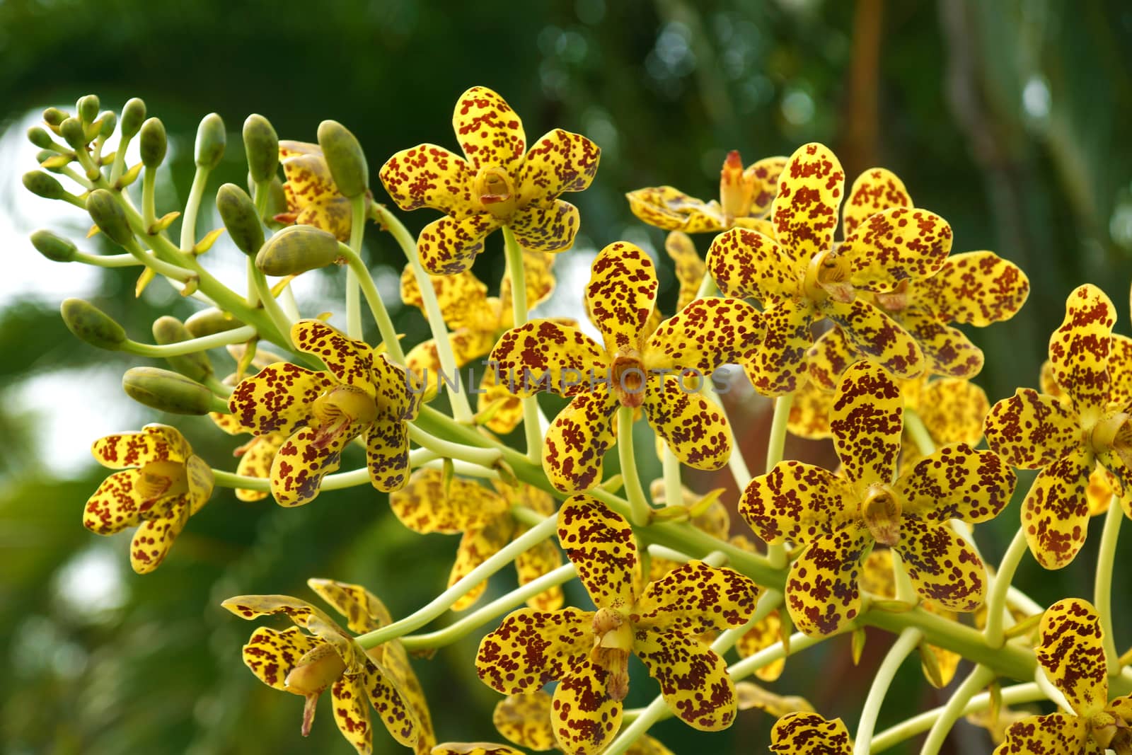 Largest orchid in the world "Leopard Flower" Scientific name: Gr by Noppharat_th