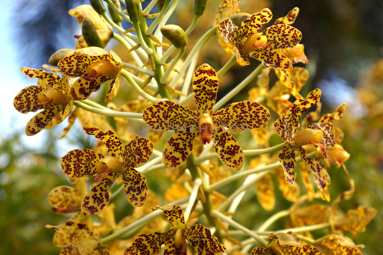 Largest orchid in the world "Leopard Flower" Scientific name: Gr by Noppharat_th