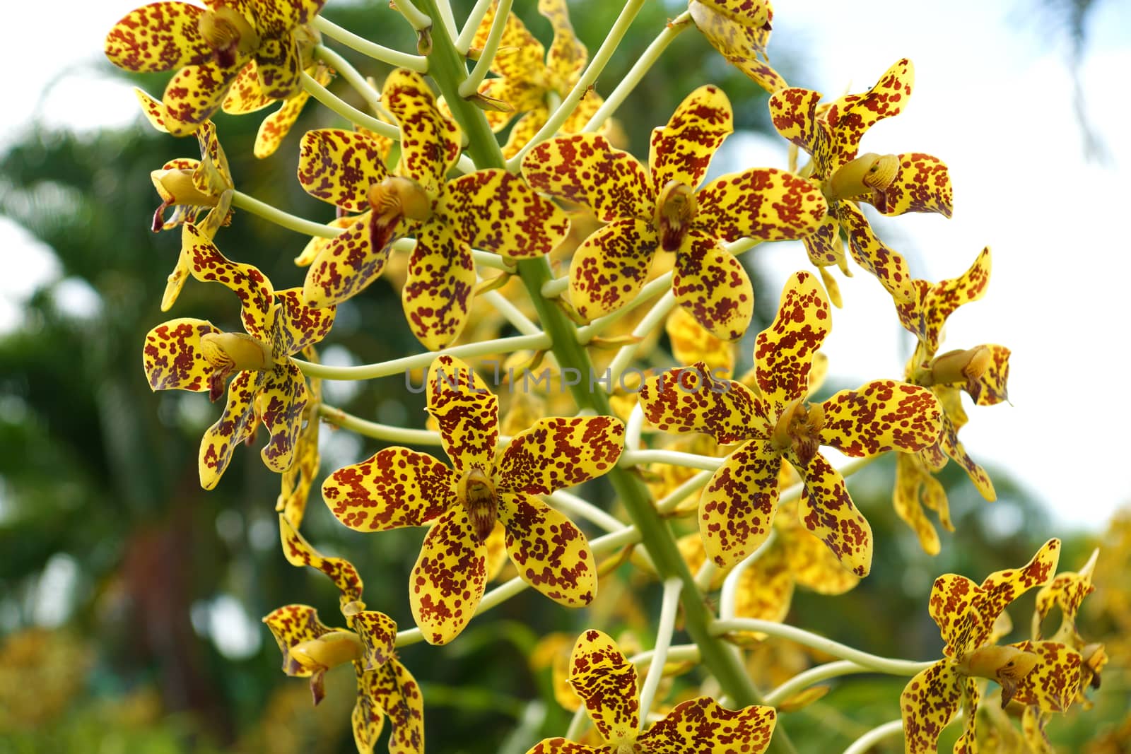 Largest orchid in the world "Leopard Flower" Scientific name: Gr by Noppharat_th