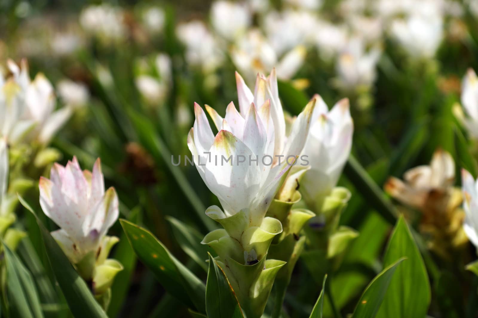 Siam tulip (Curcuma alismatifolia) by Noppharat_th