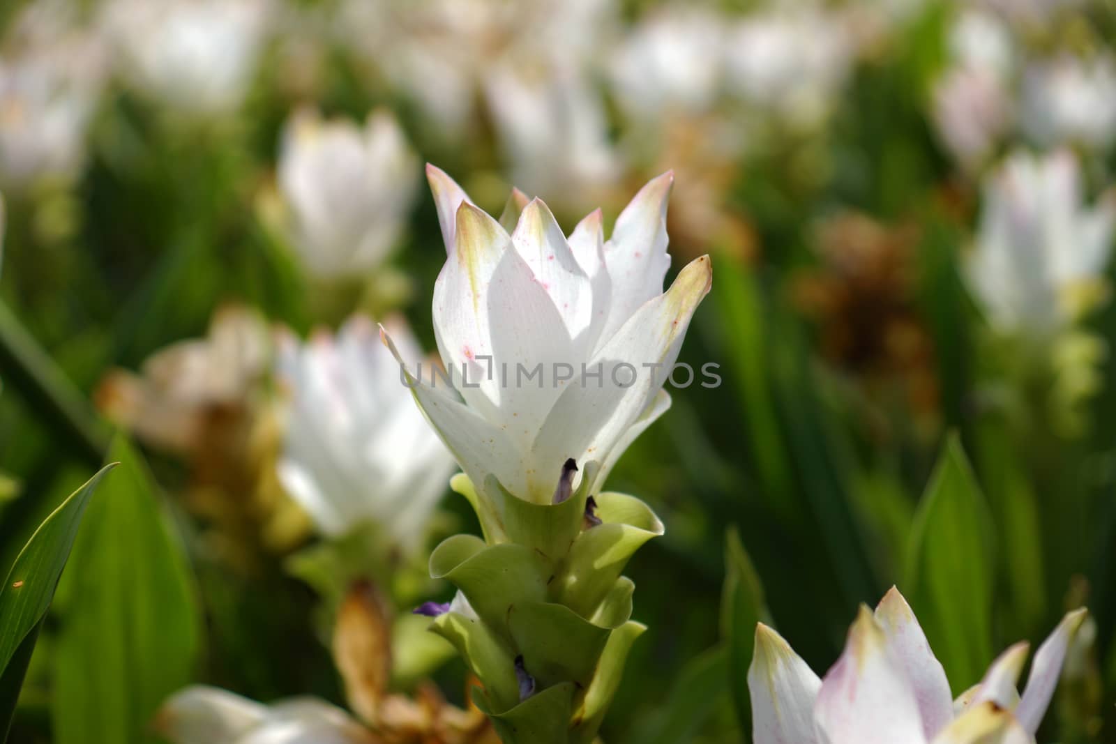 Siam tulip (Curcuma alismatifolia) by Noppharat_th