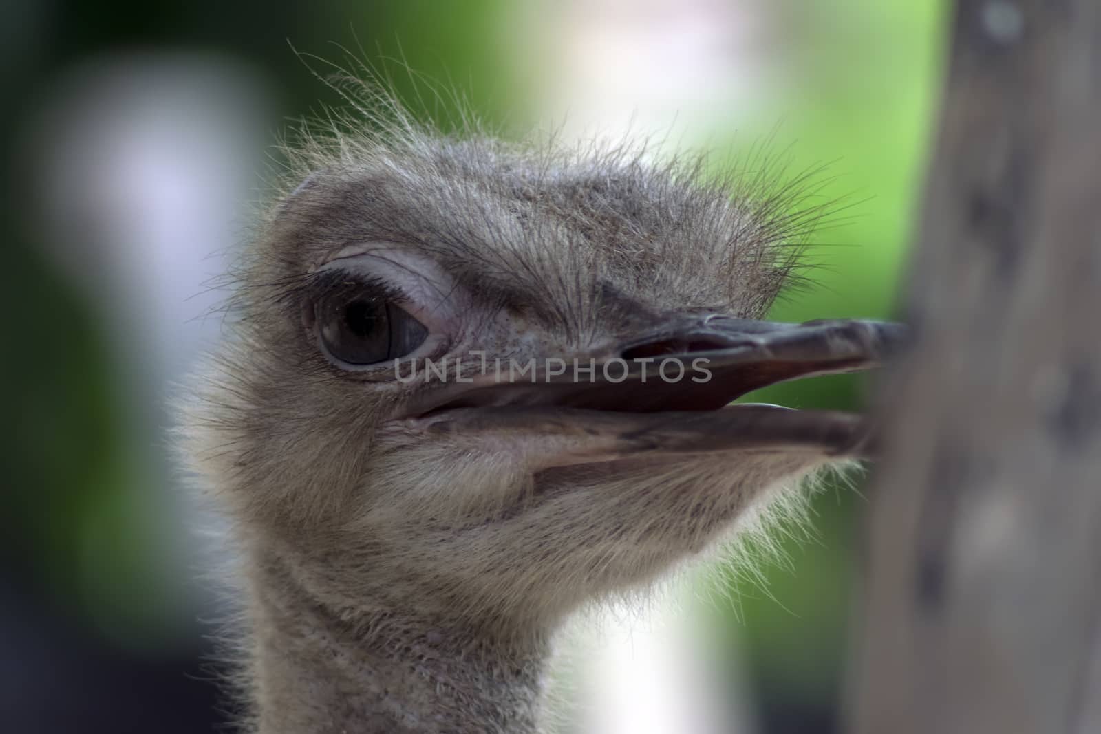 Struthio Camelus. Common Ostrich Beak Open on Green Background.