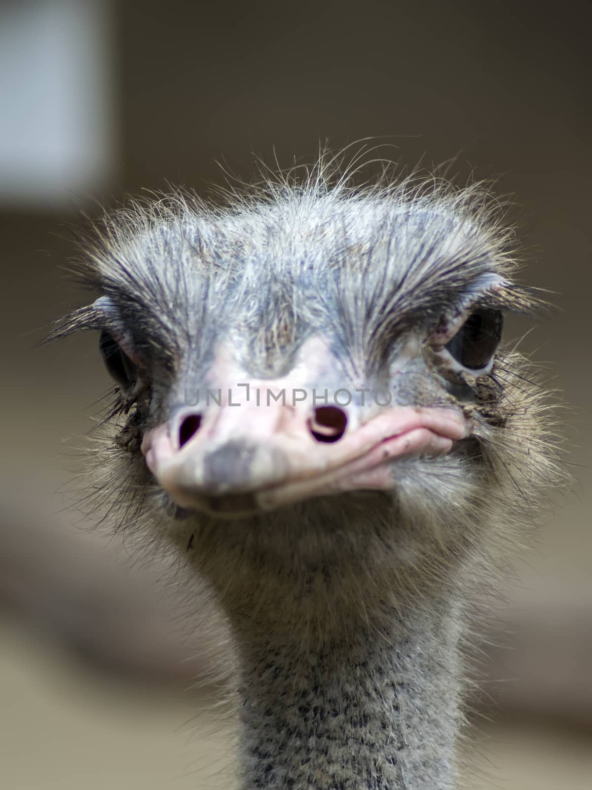 Common Ostrich View. Struthio Camelus is either one or two species of large flightless birds native to Africa.