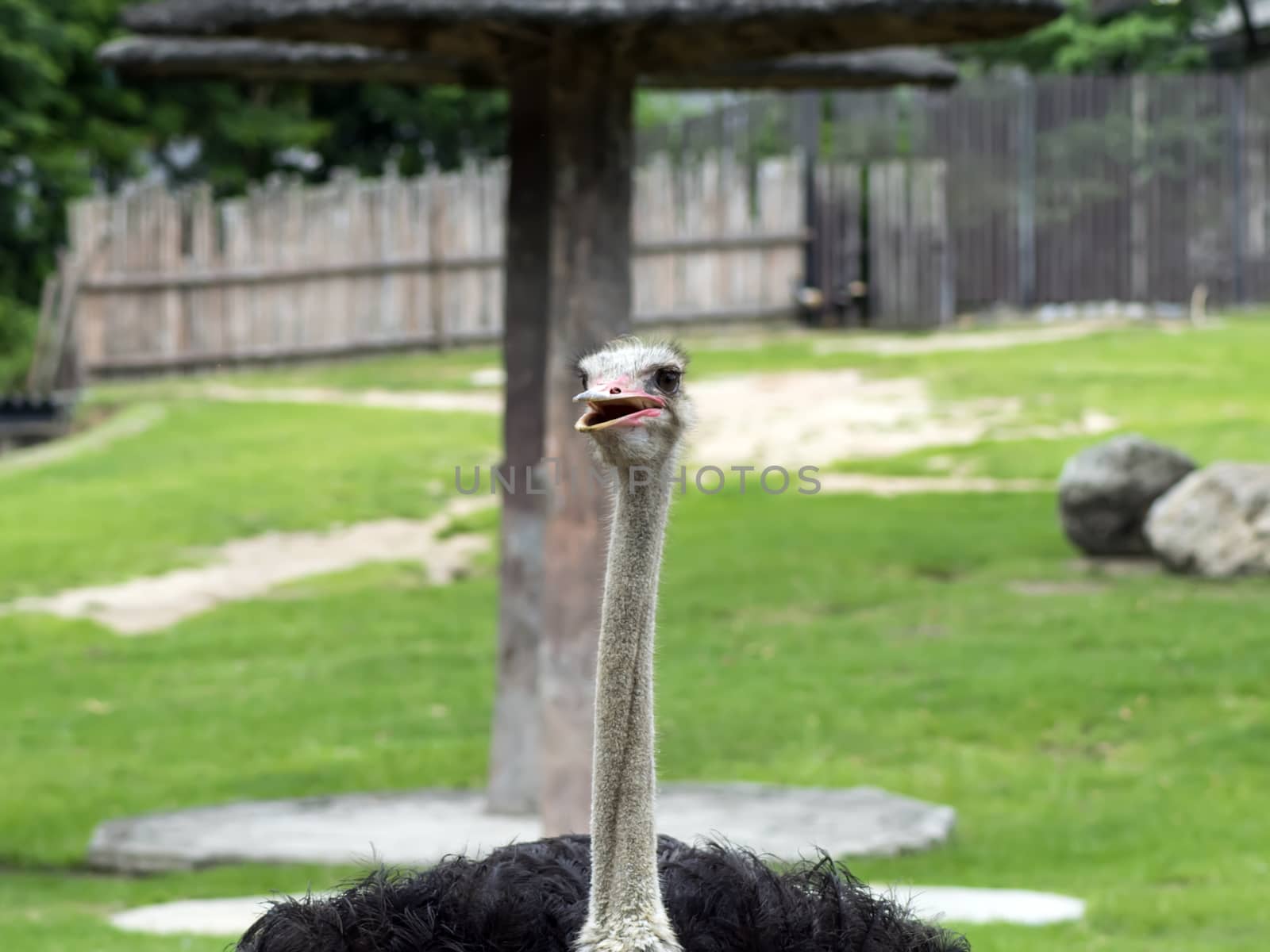 Common Ostrich. Struthio Camelus is either one or two species of large flightless birds native to Africa.