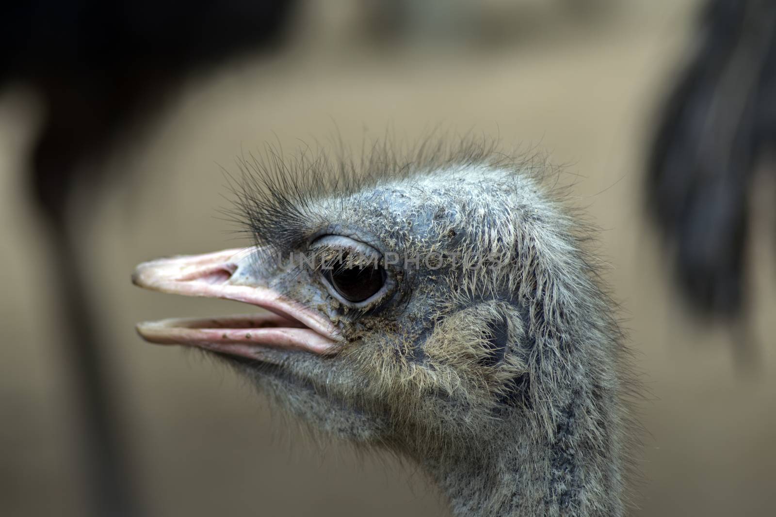 Listening Common Ostrich. Struthio Camelus is either one or two species of large flightless birds native to Africa.