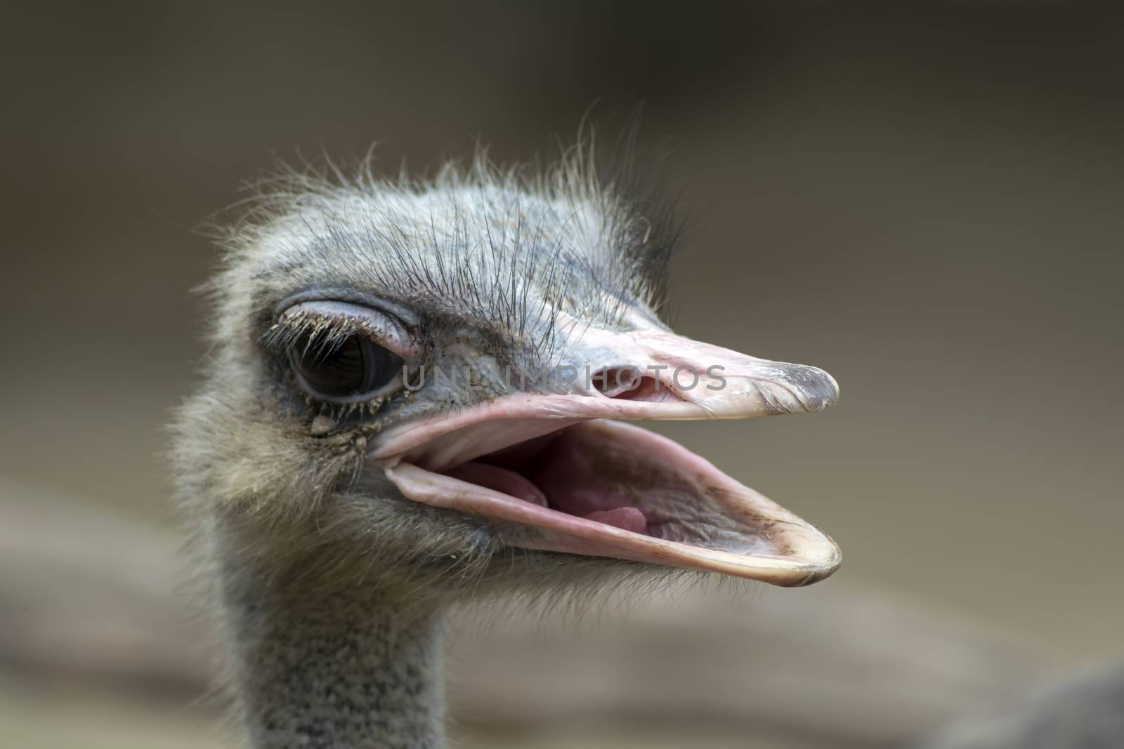 Common Ostrich Head with Open Beak. by GNNick