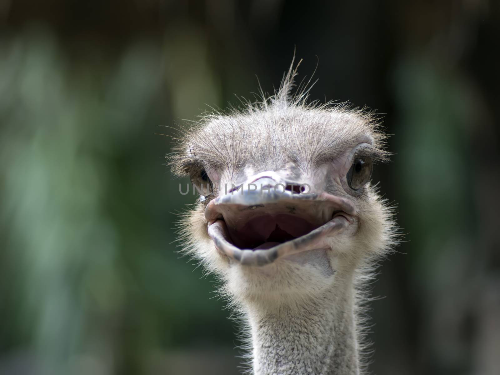 Common Ostrich Foreface. Struthio Camelus is either one or two species of large flightless birds native to Africa.
