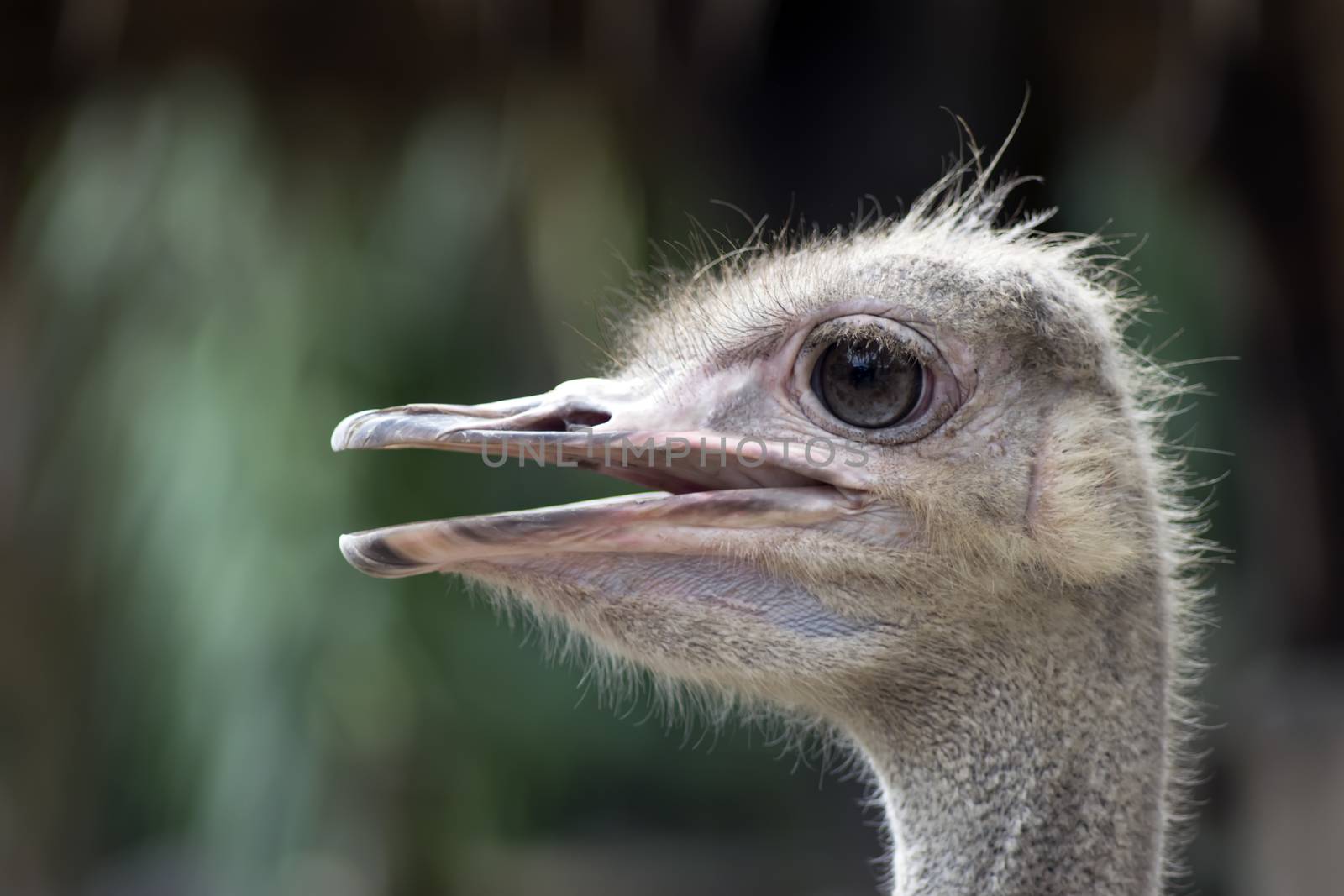 Common Ostrich Head Profile. Struthio Camelus is either one or two species of large flightless birds native to Africa.