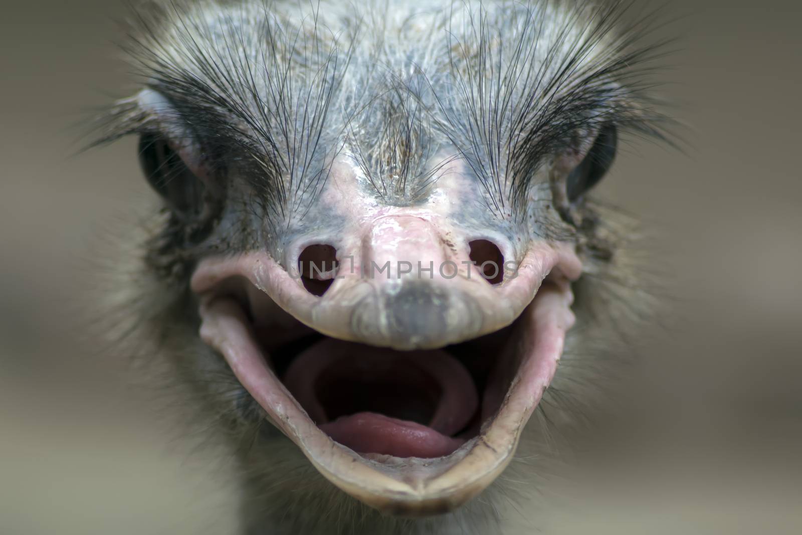 Common Ostrich Portrait. Struthio Camelus is either one or two species of large flightless birds native to Africa.