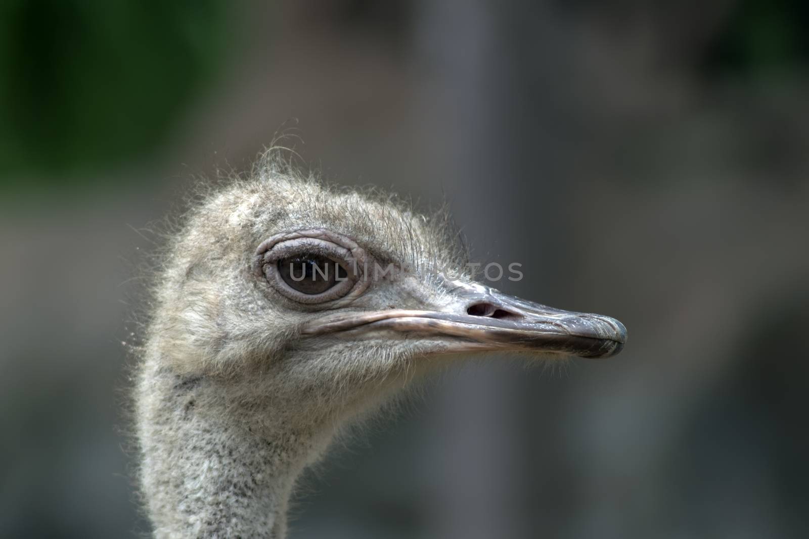 Ostrich Head. Struthio Camelus is either one or two species of large flightless birds native to Africa.