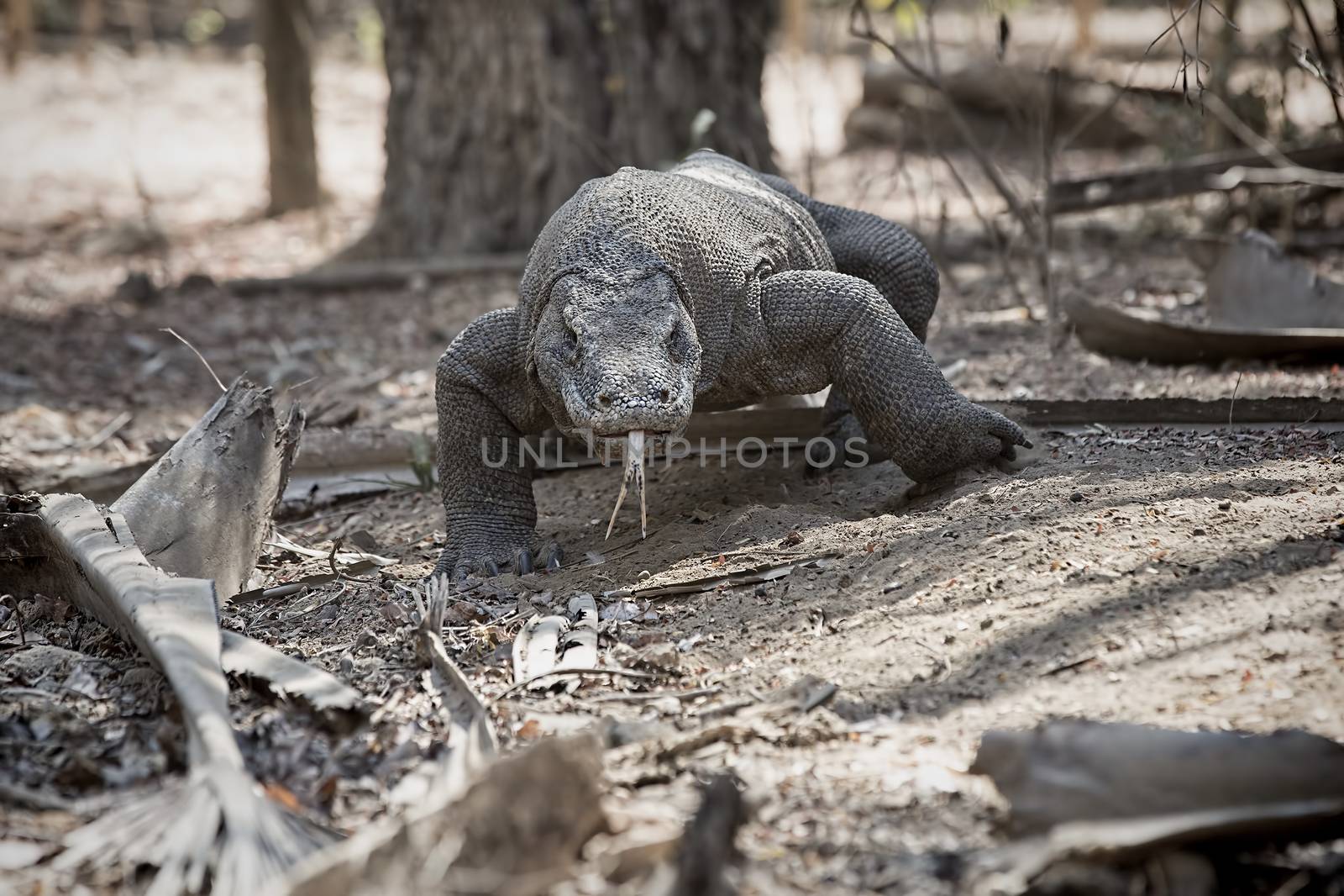 Komodo Dragon walking in the wild on Komodo Island