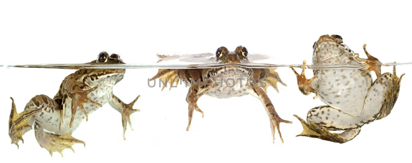 common frog in front of white background