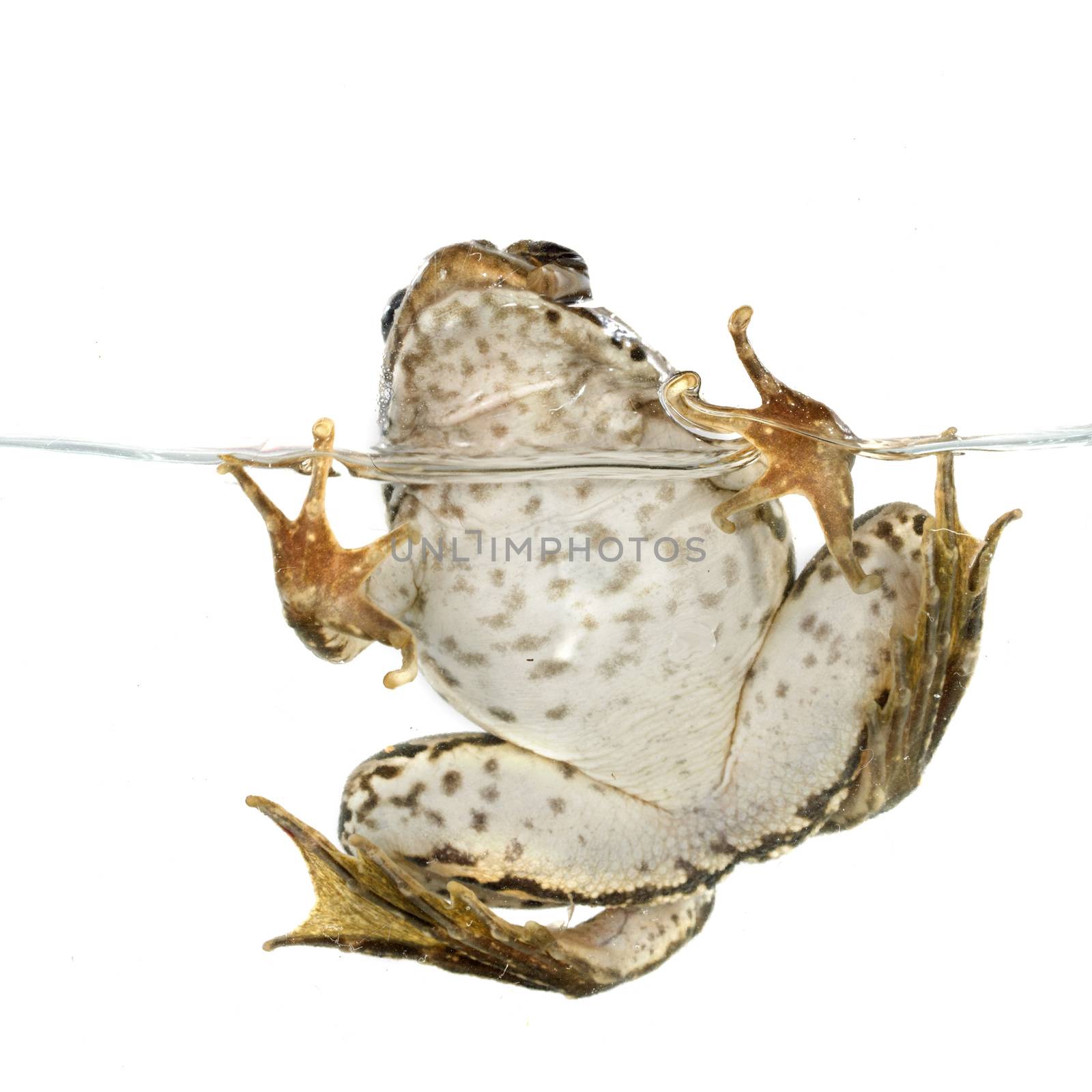 common frog in front of white background