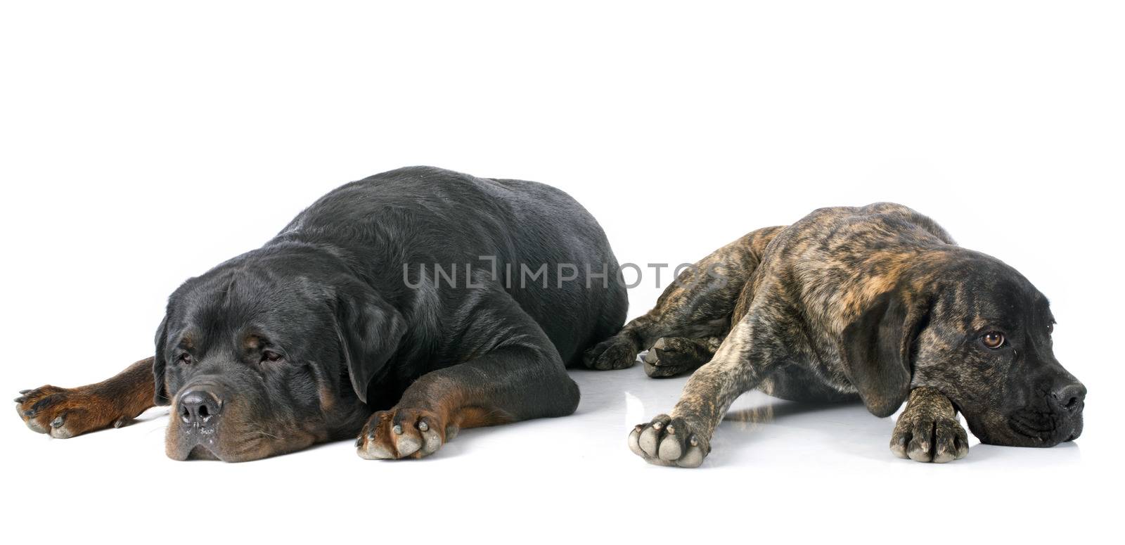 puppy cane corso and rottweiler in front of white background