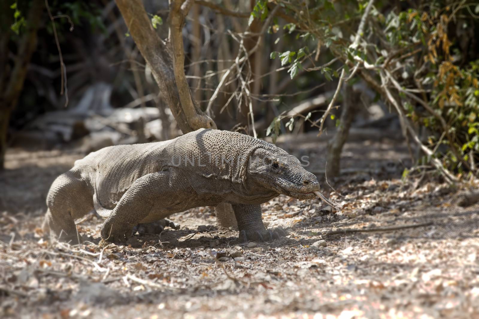 Komodo Dragon walking in the wild on Komodo Island