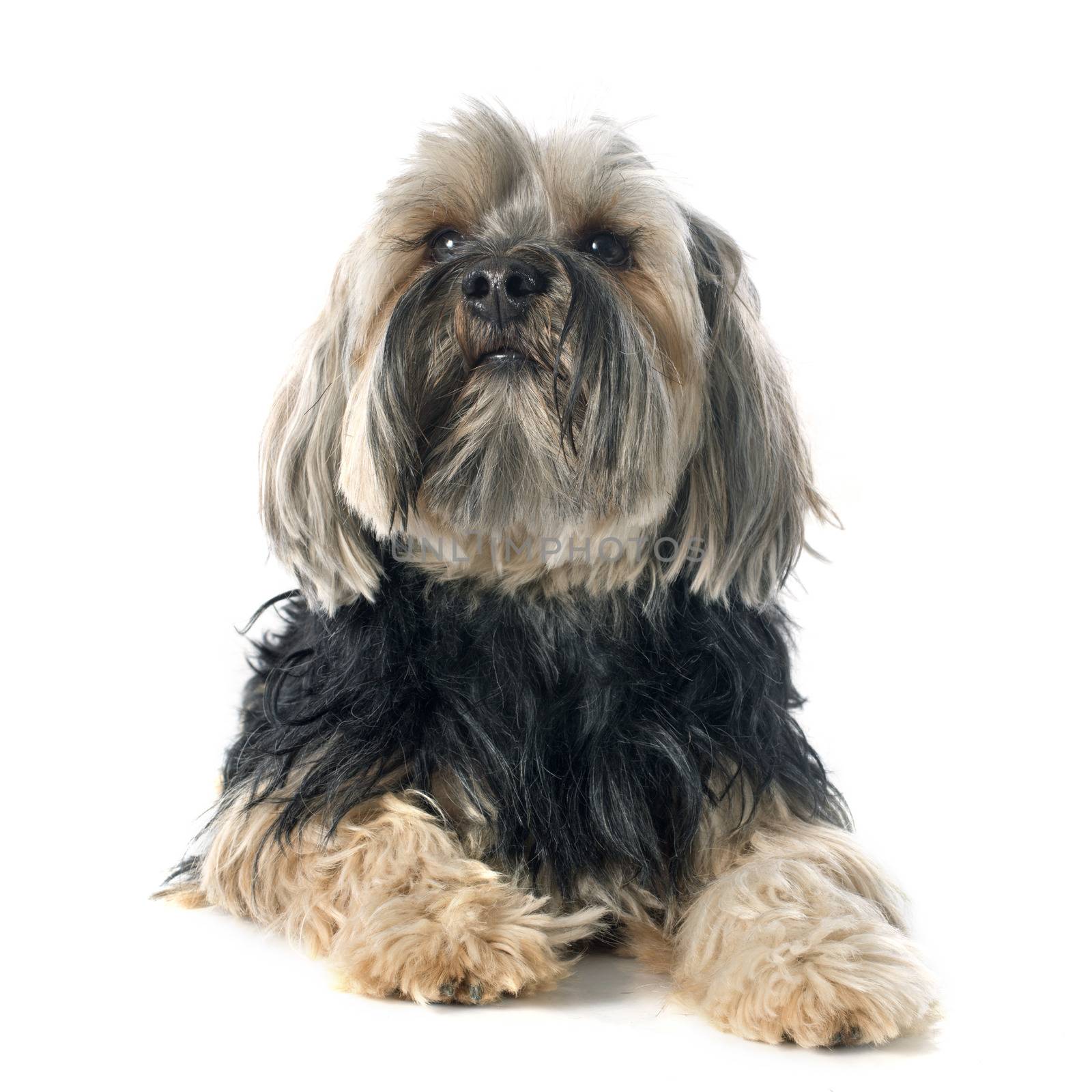 yorkshire terrier in front of white background