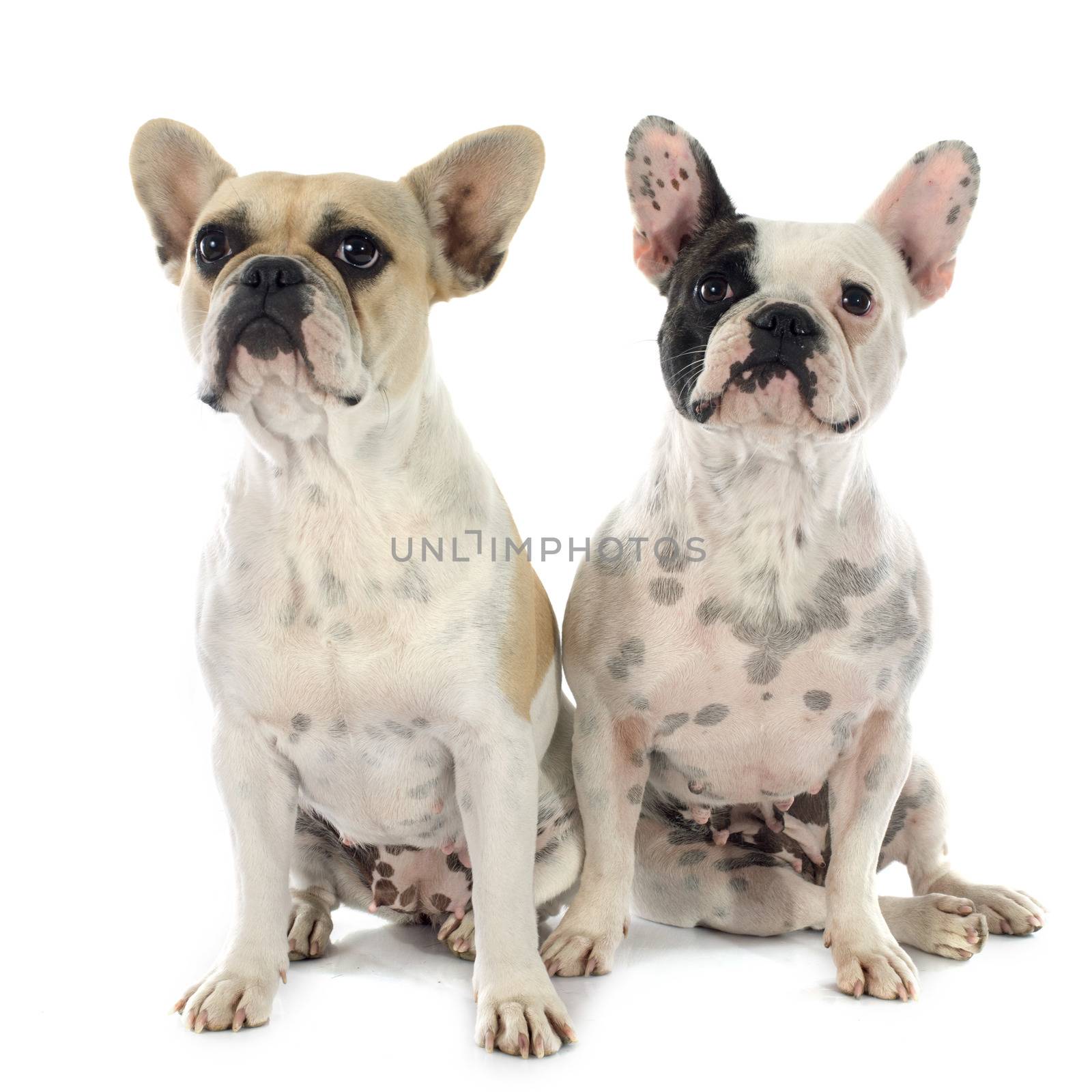 french bulldog in front of white background