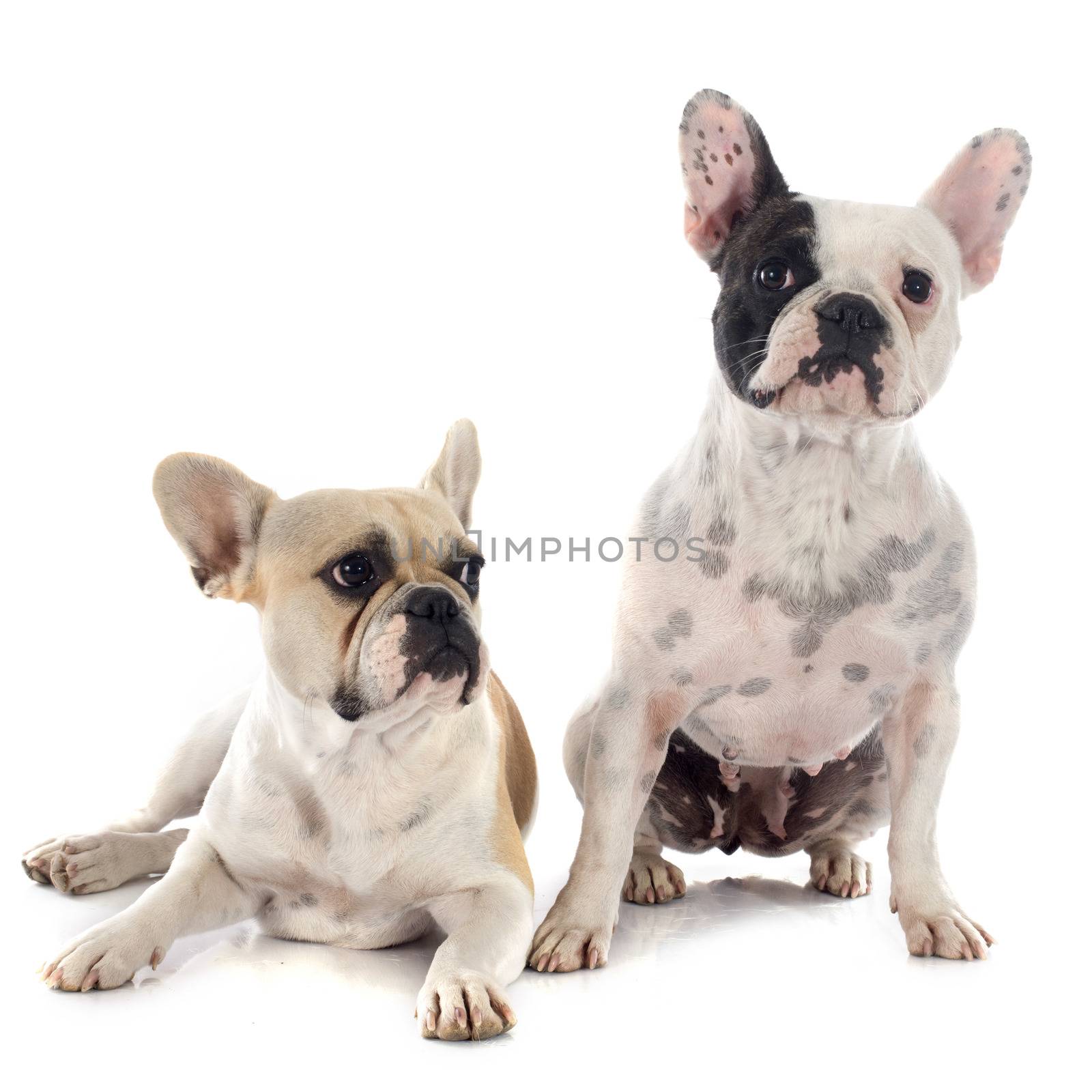 french bulldog in front of white background