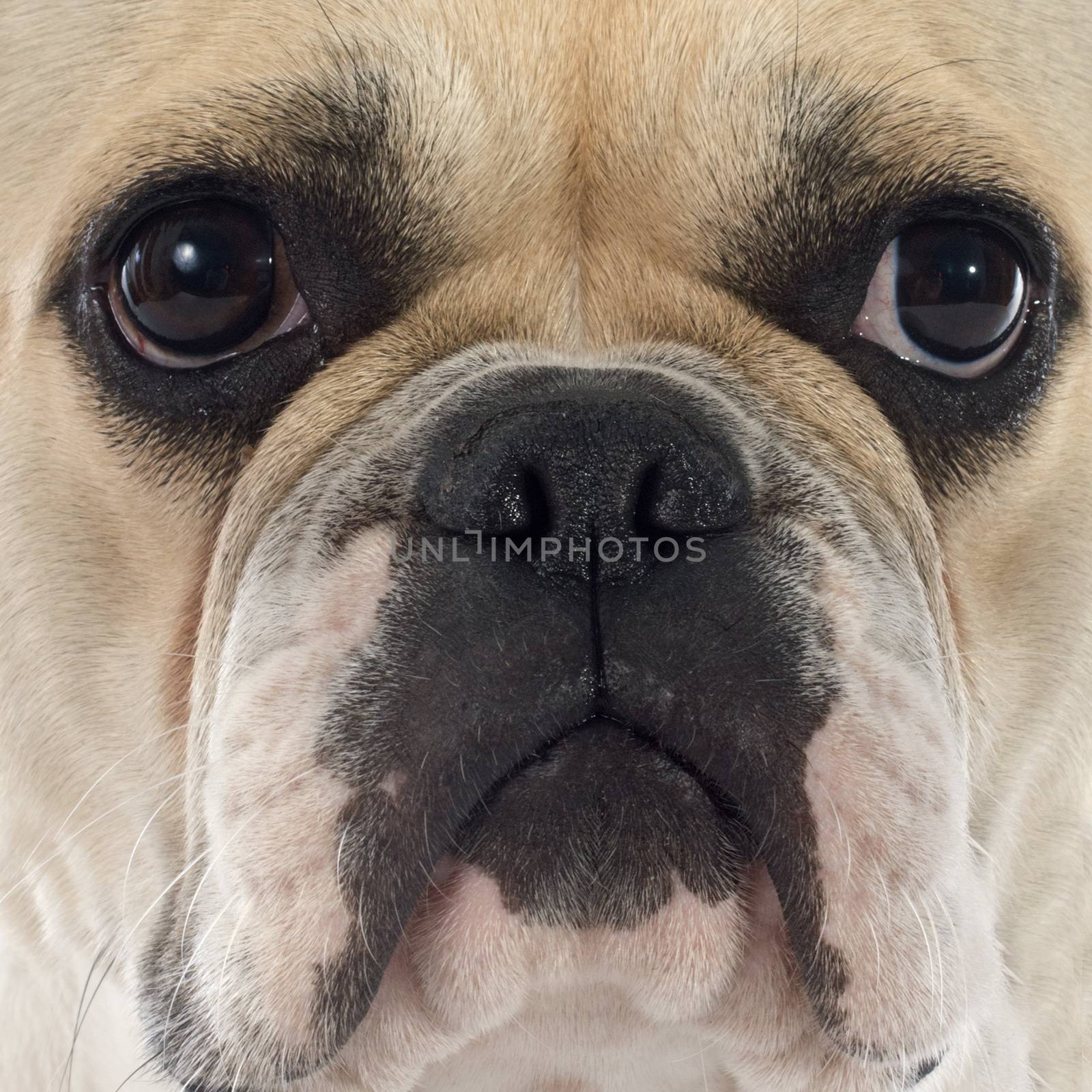 french bulldog in front of white background