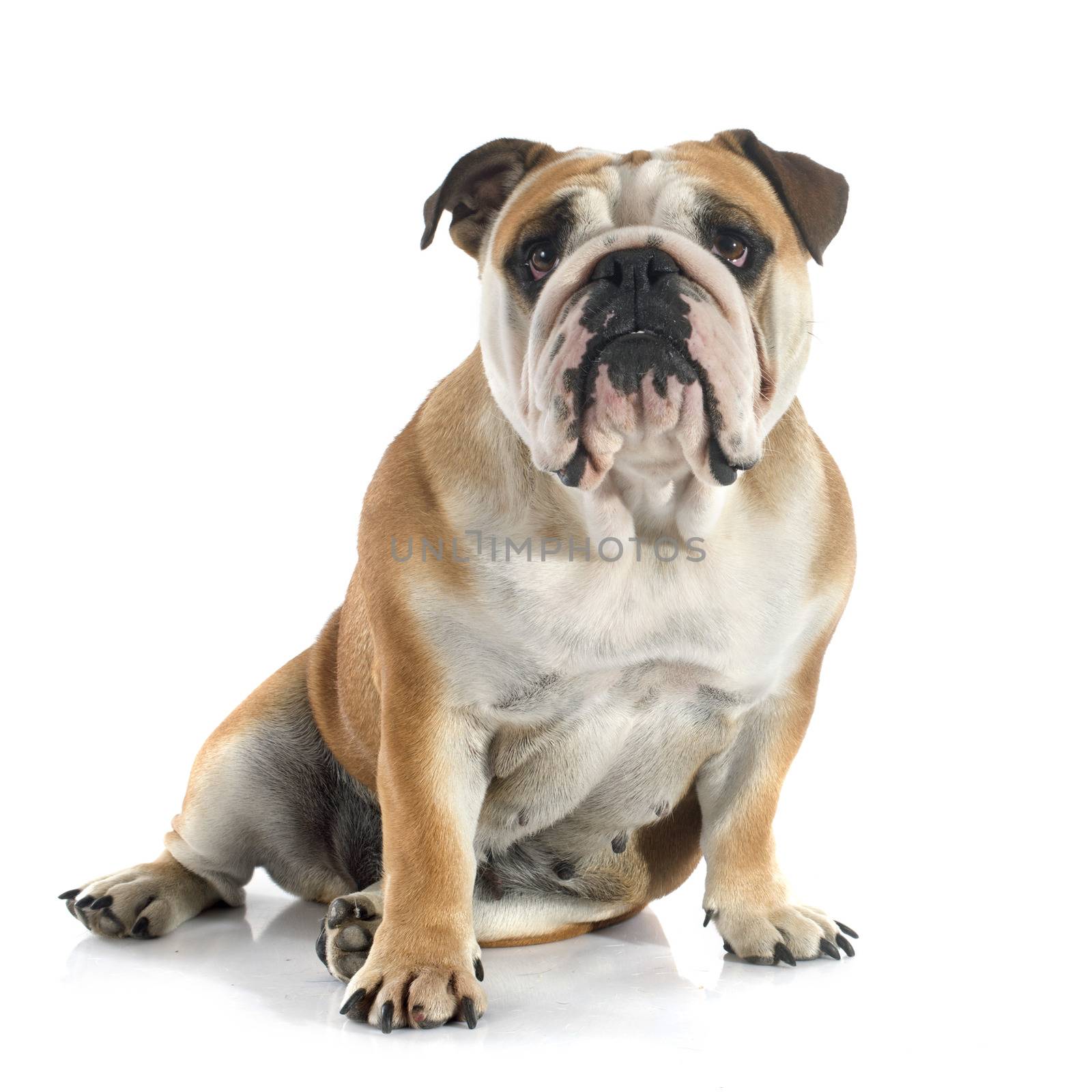 english bulldog in front of white background